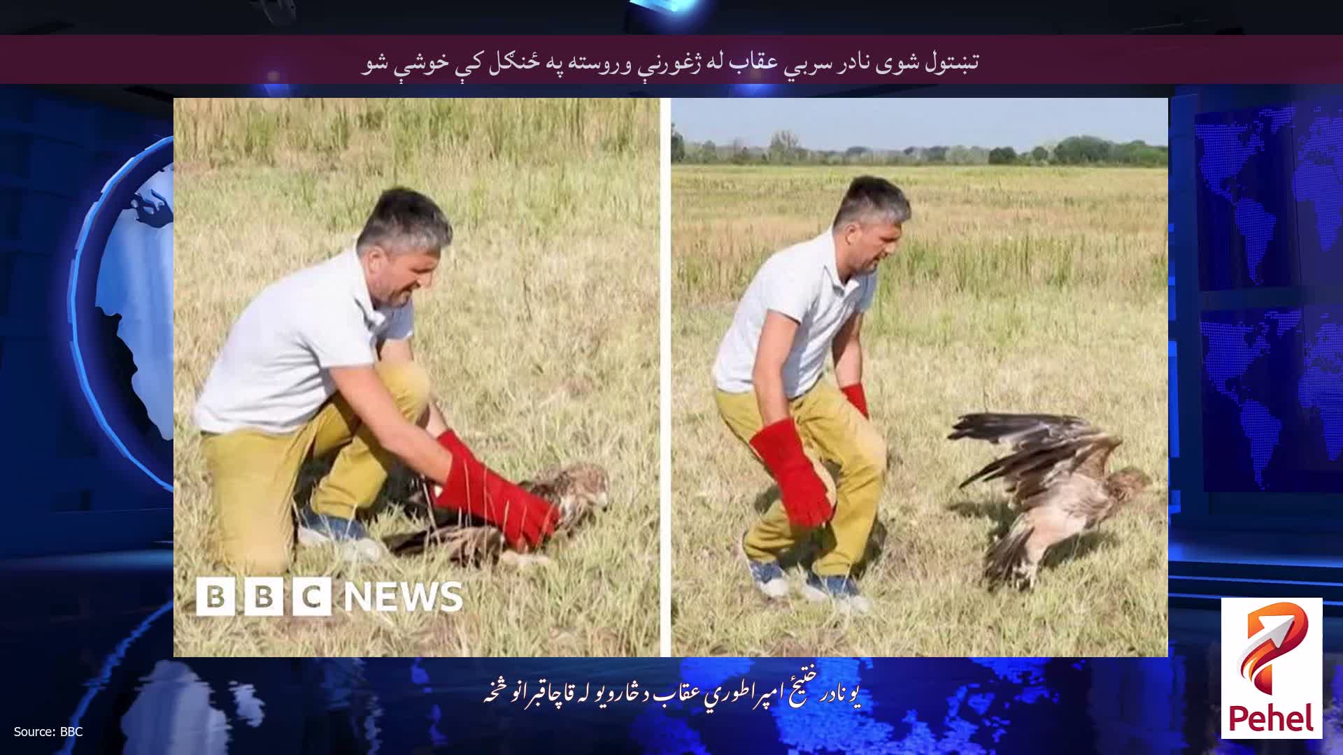 تښتول شوی نادر سربي عقاب له ژغورنې وروسته په ځنګل کې خوشې شو