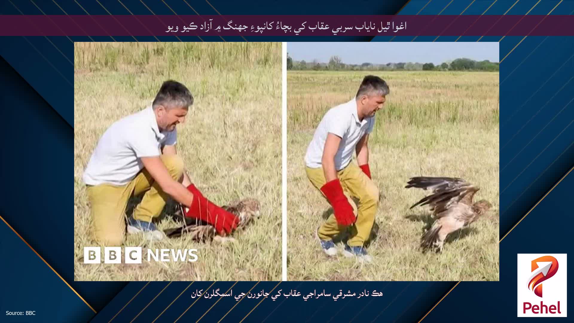 اغوا ٿيل ناياب سربي عقاب کي بچاءُ کانپوءِ جهنگ ۾ آزاد ڪيو ويو