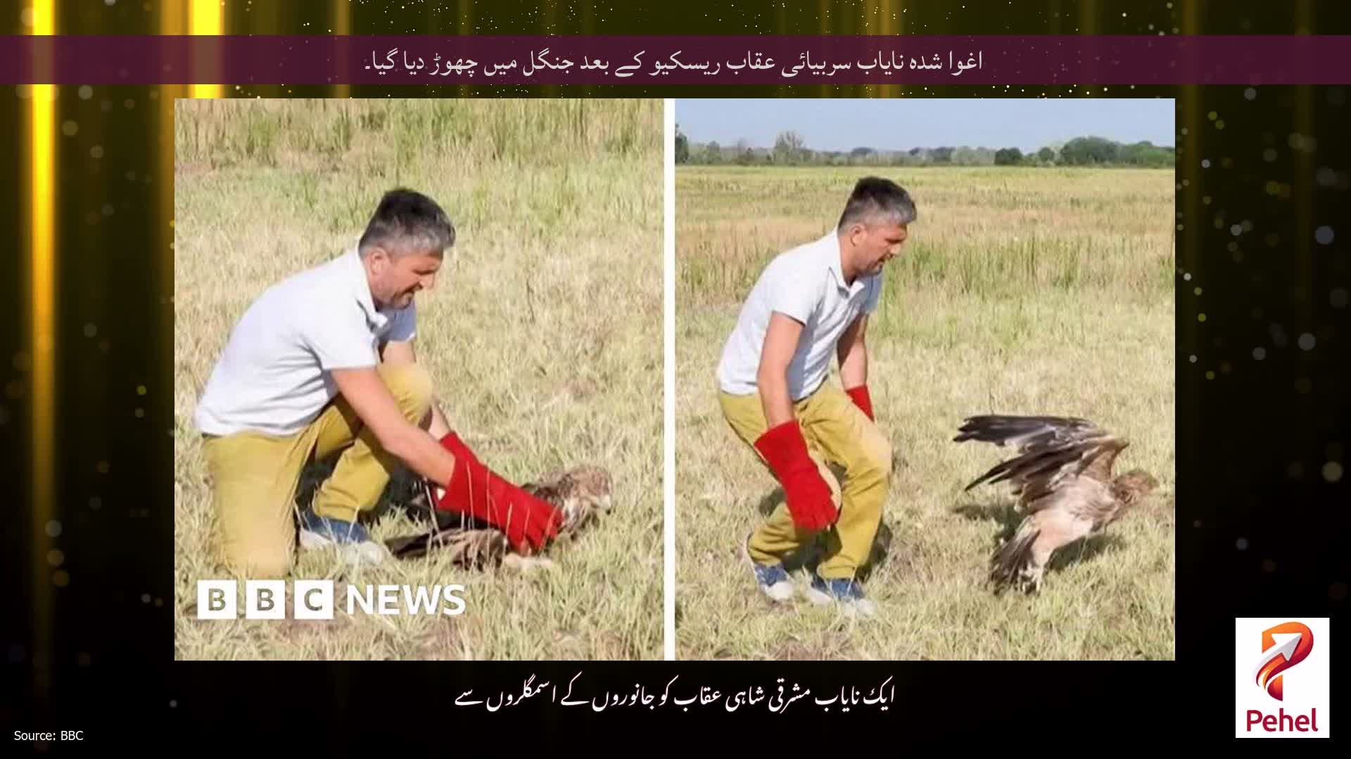 اغوا شدہ نایاب سربیائی عقاب ریسکیو کے بعد جنگل میں چھوڑ دیا گیا۔