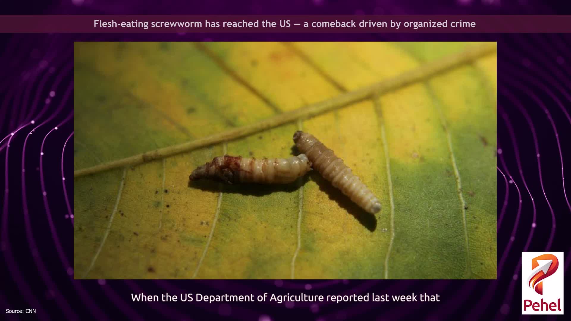 Flesh-eating screwworm has reached the US — a comeback driven by organized crime