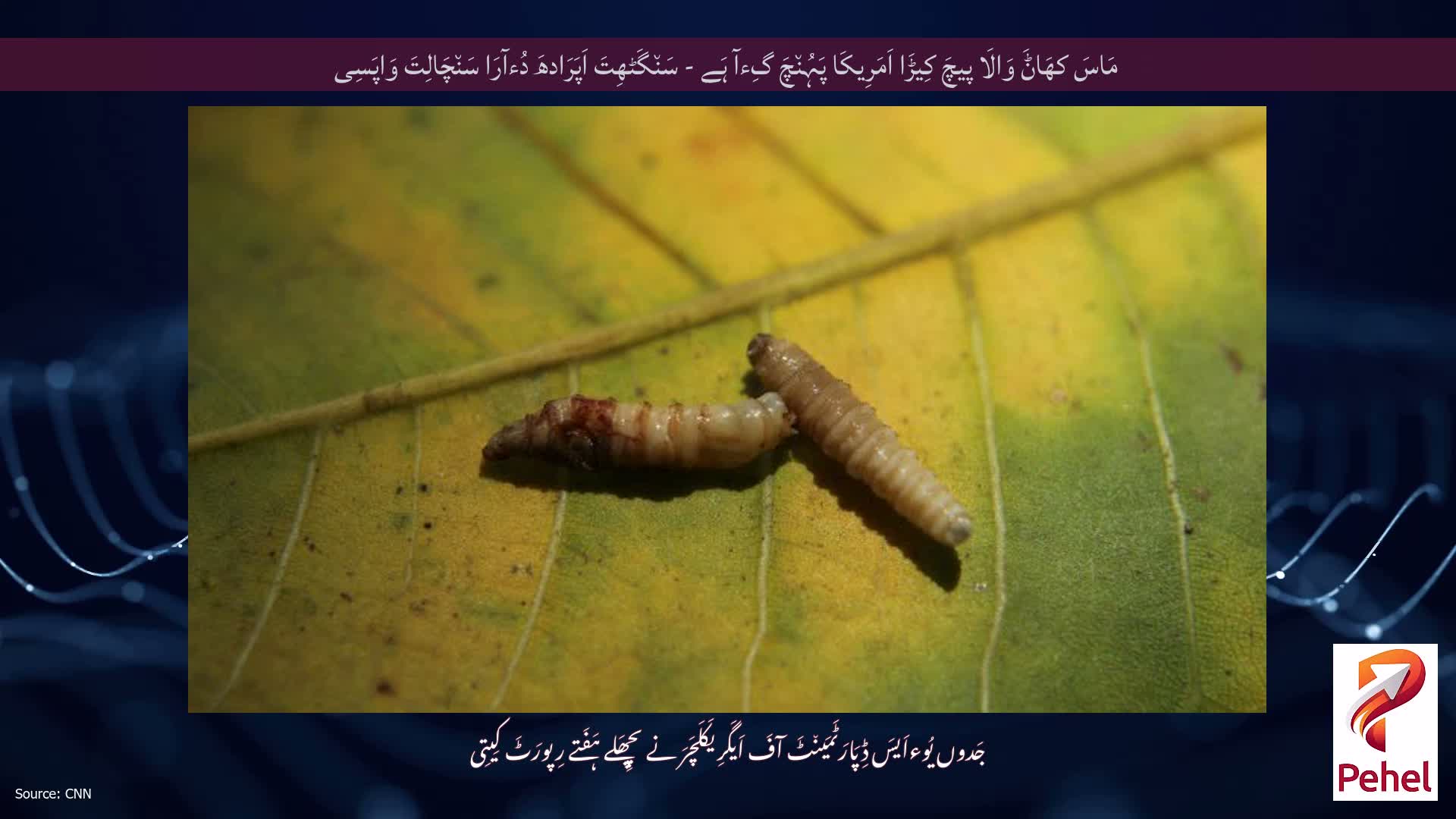 مَاسَ کھَاݨَ وَالَا پیچَ کِیڑَا اَمَرِیکَا پَہُن٘چَ گِءآ ہَے - سَن٘گَٹھِتَ اَپَرَادھَ دُءآرَا سَن٘چَالِتَ وَاپَسِی