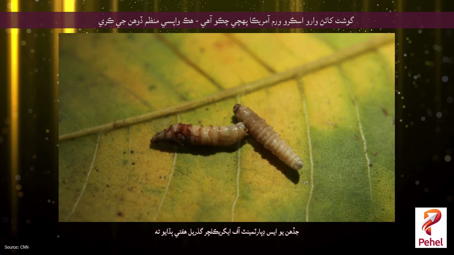 گوشت کائڻ وارو اسڪرو ورم آمريڪا پهچي چڪو آهي - هڪ واپسي منظم ڏوهن جي ڪري