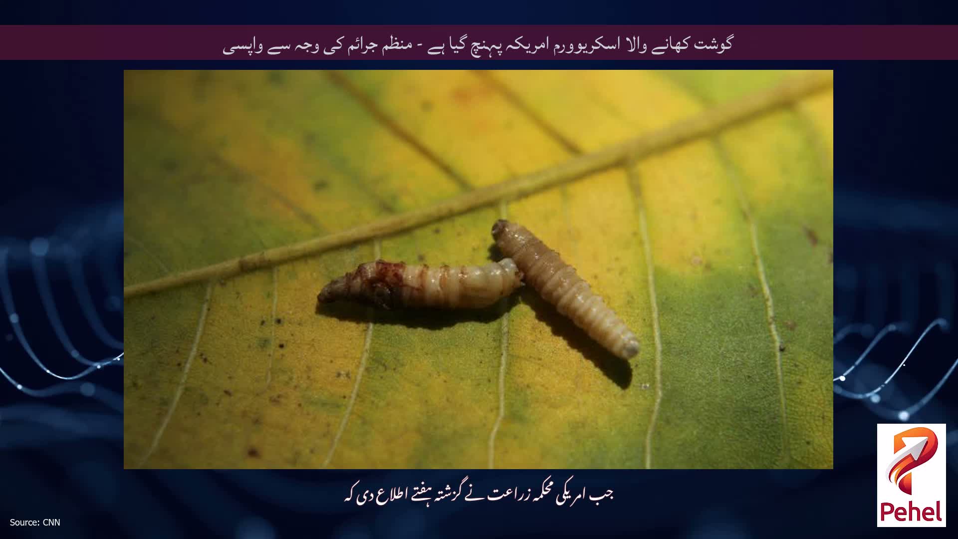 گوشت کھانے والا اسکریوورم امریکہ پہنچ گیا ہے - منظم جرائم کی وجہ سے واپسی