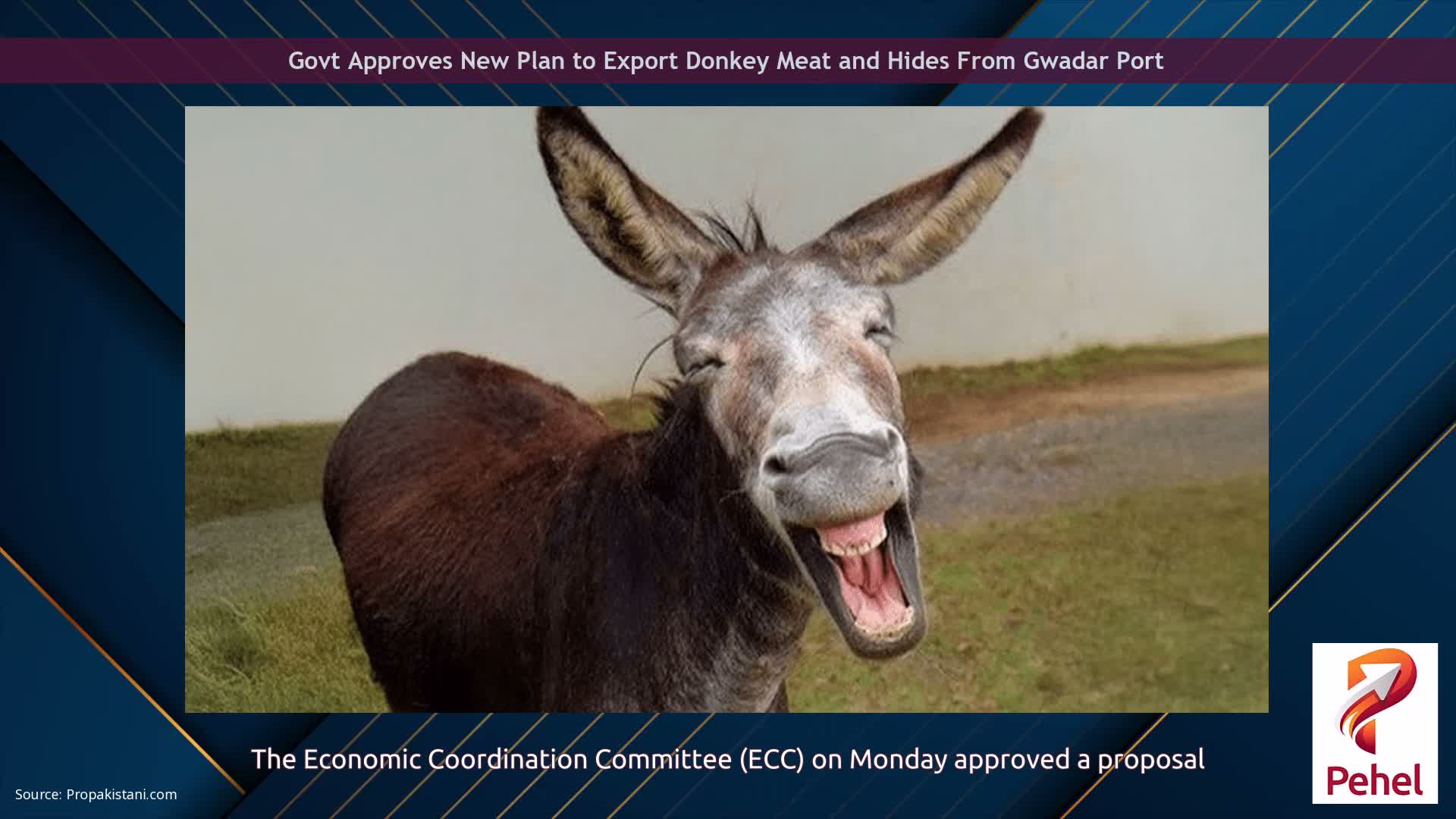 Govt Approves New Plan to Export Donkey Meat and Hides From Gwadar Port
