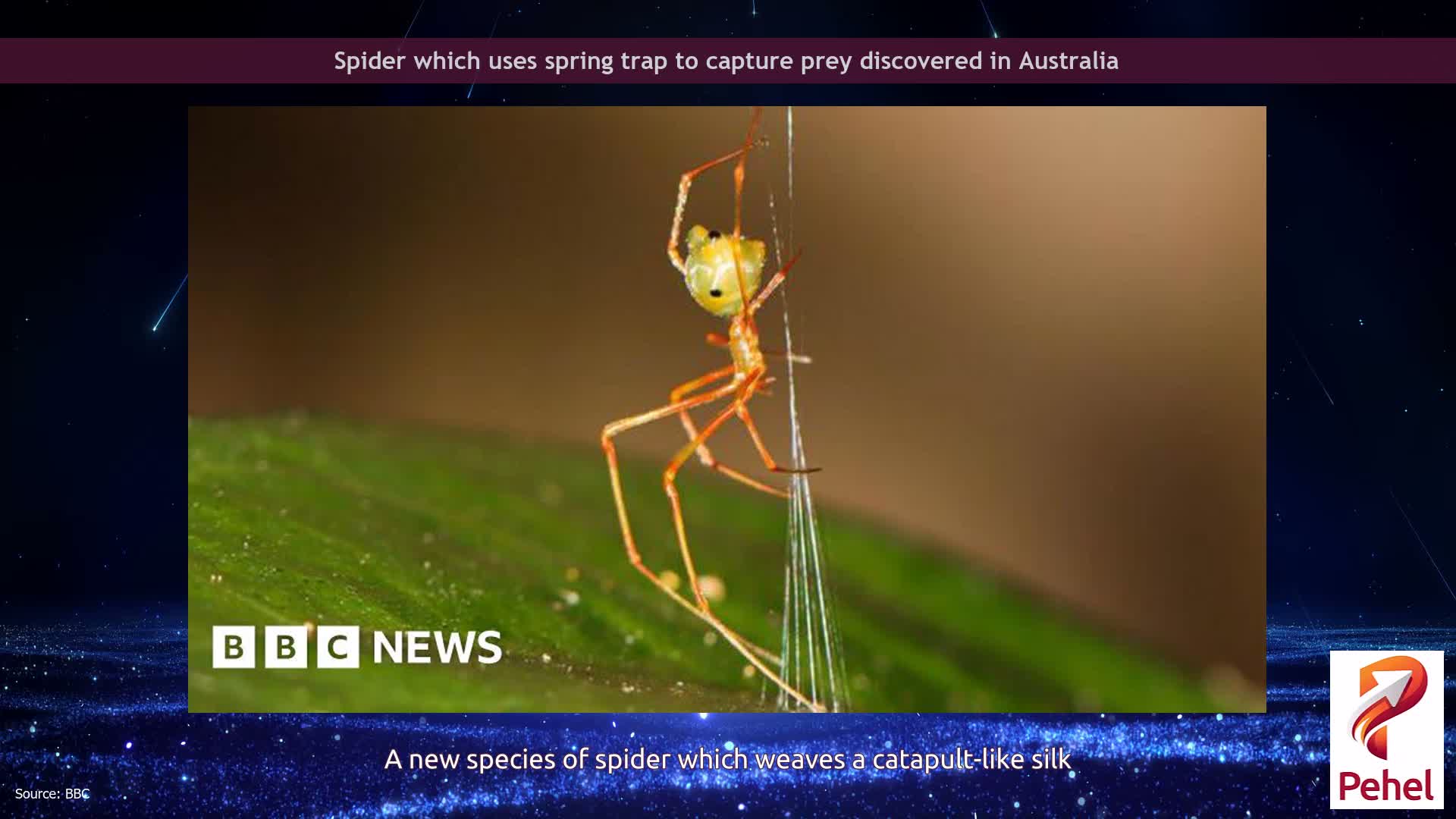Spider which uses spring trap to capture prey discovered in Australia