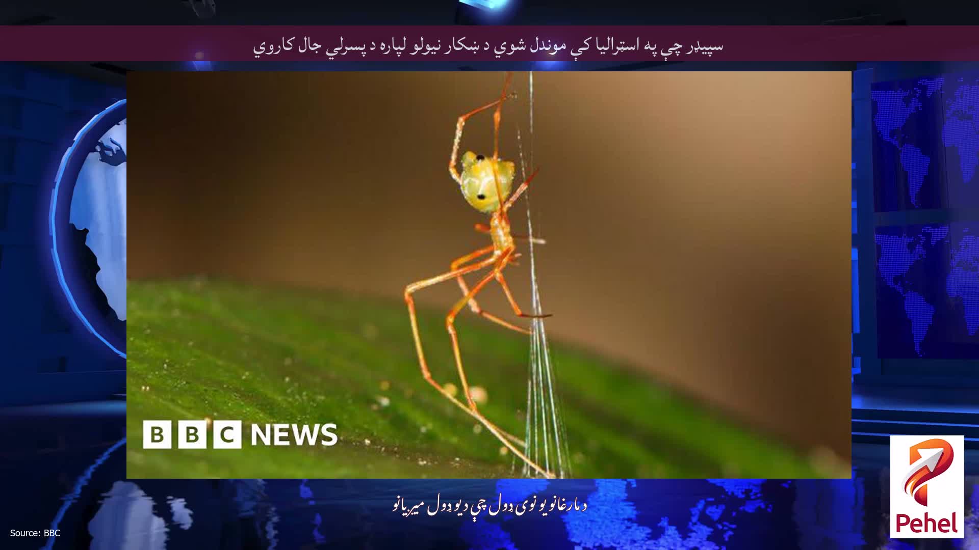 سپیډر چې په اسټرالیا کې موندل شوي د ښکار نیولو لپاره د پسرلي جال کاروي