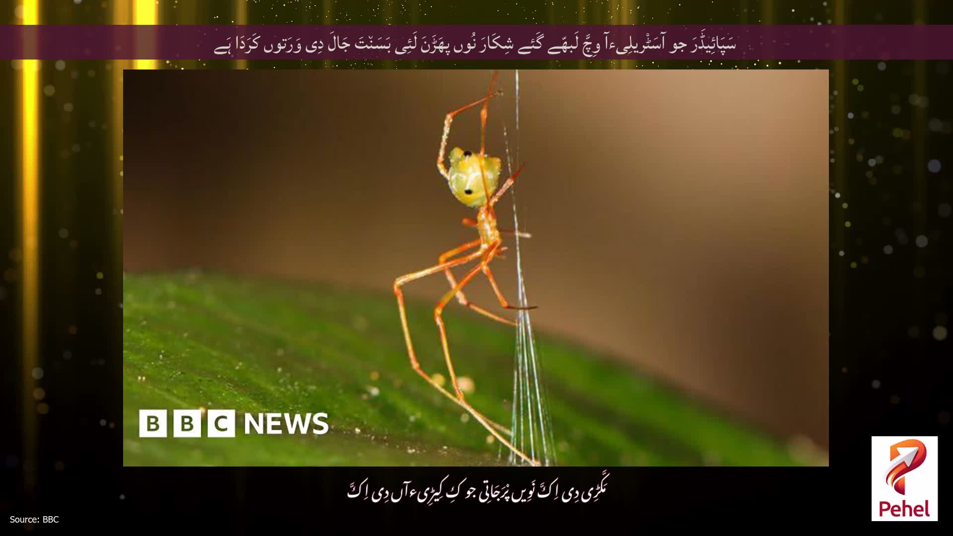 سَپَائِیڈَرَ جو آسَٹْریلِیءآ وِچَّ لَبھّے گَئے شِکَارَ نُوں پھَڑَنَ لَئِی بَسَن٘تَ جَالَ دِی وَرَتوں کَرَدَا ہَے