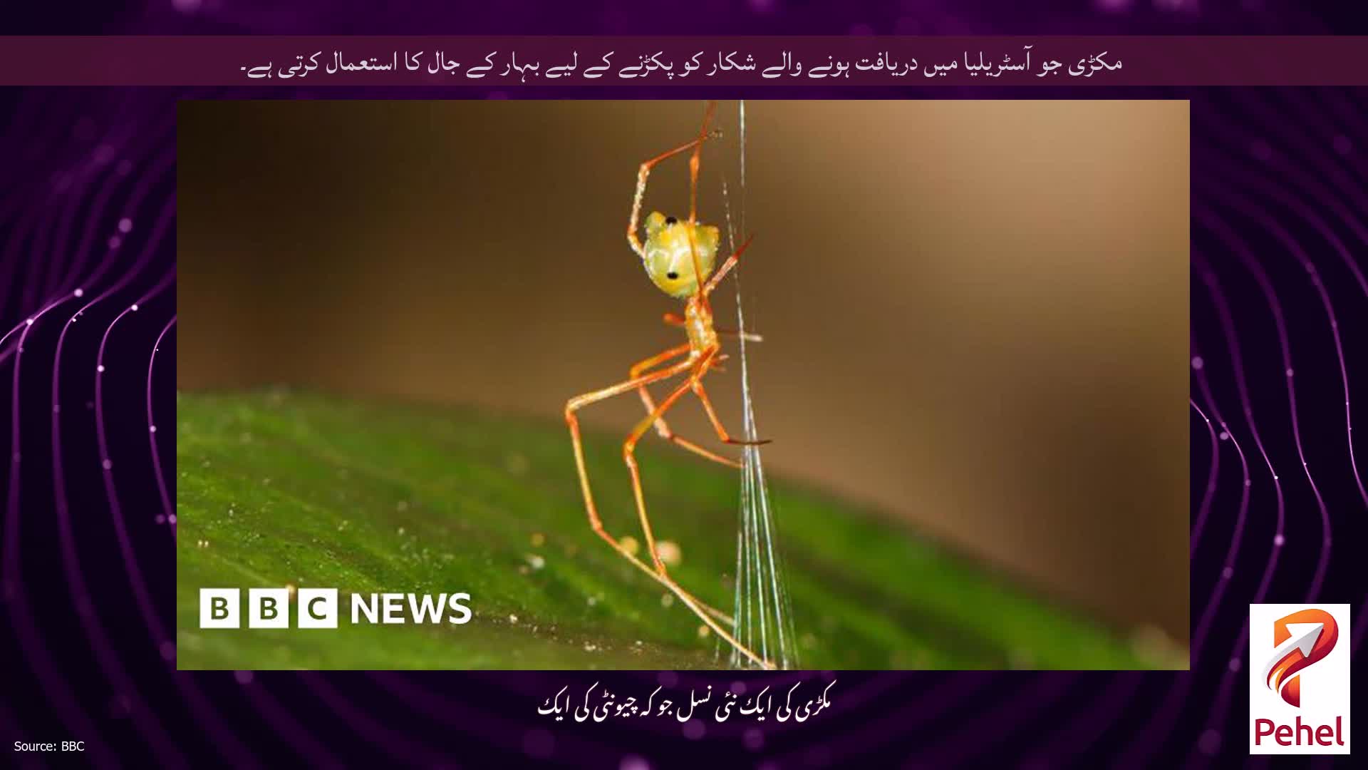 مکڑی جو آسٹریلیا میں دریافت ہونے والے شکار کو پکڑنے کے لیے بہار کے جال کا استعمال کرتی ہے۔