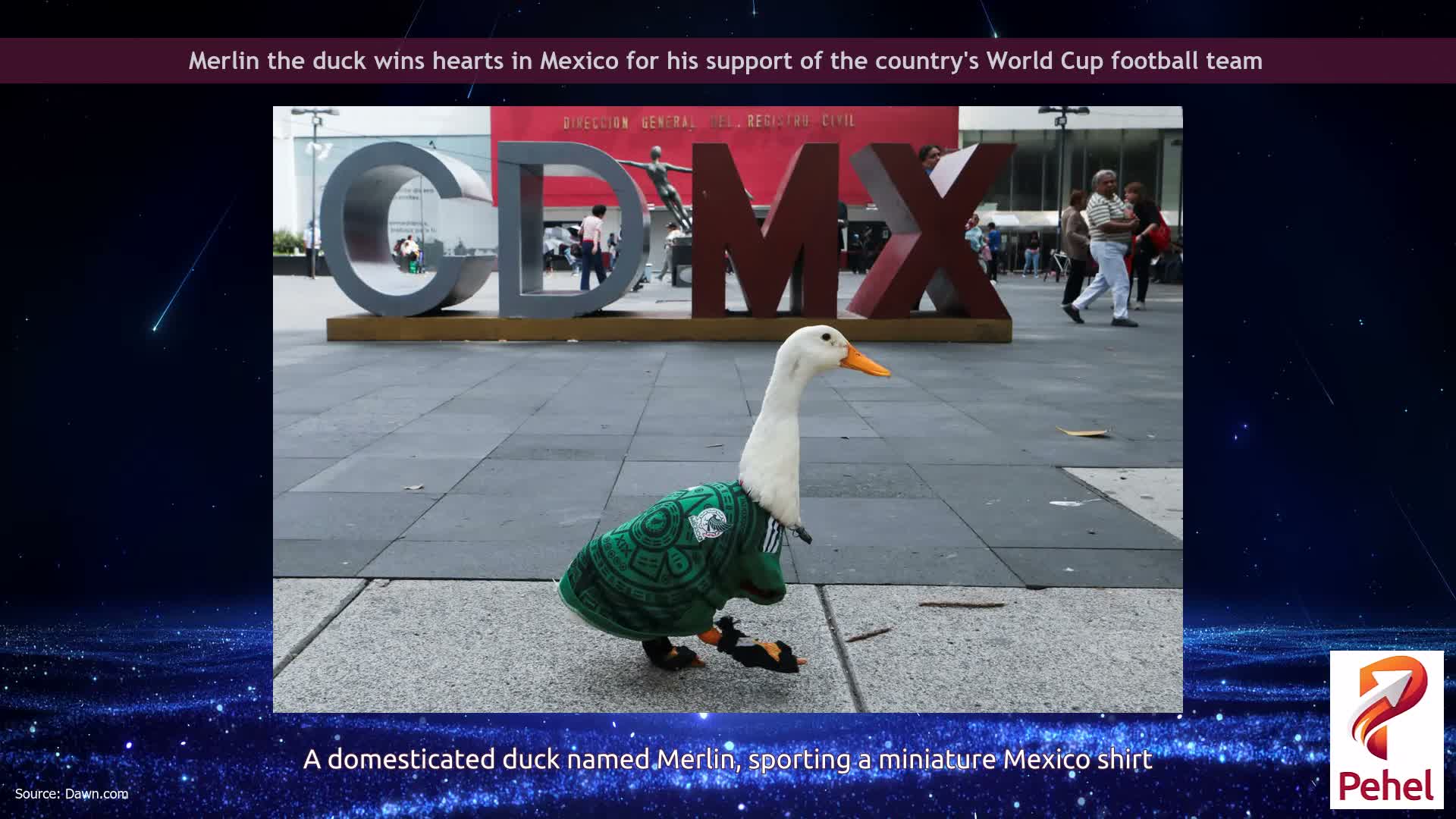 Merlin the duck wins hearts in Mexico for his support of the country's World Cup football team