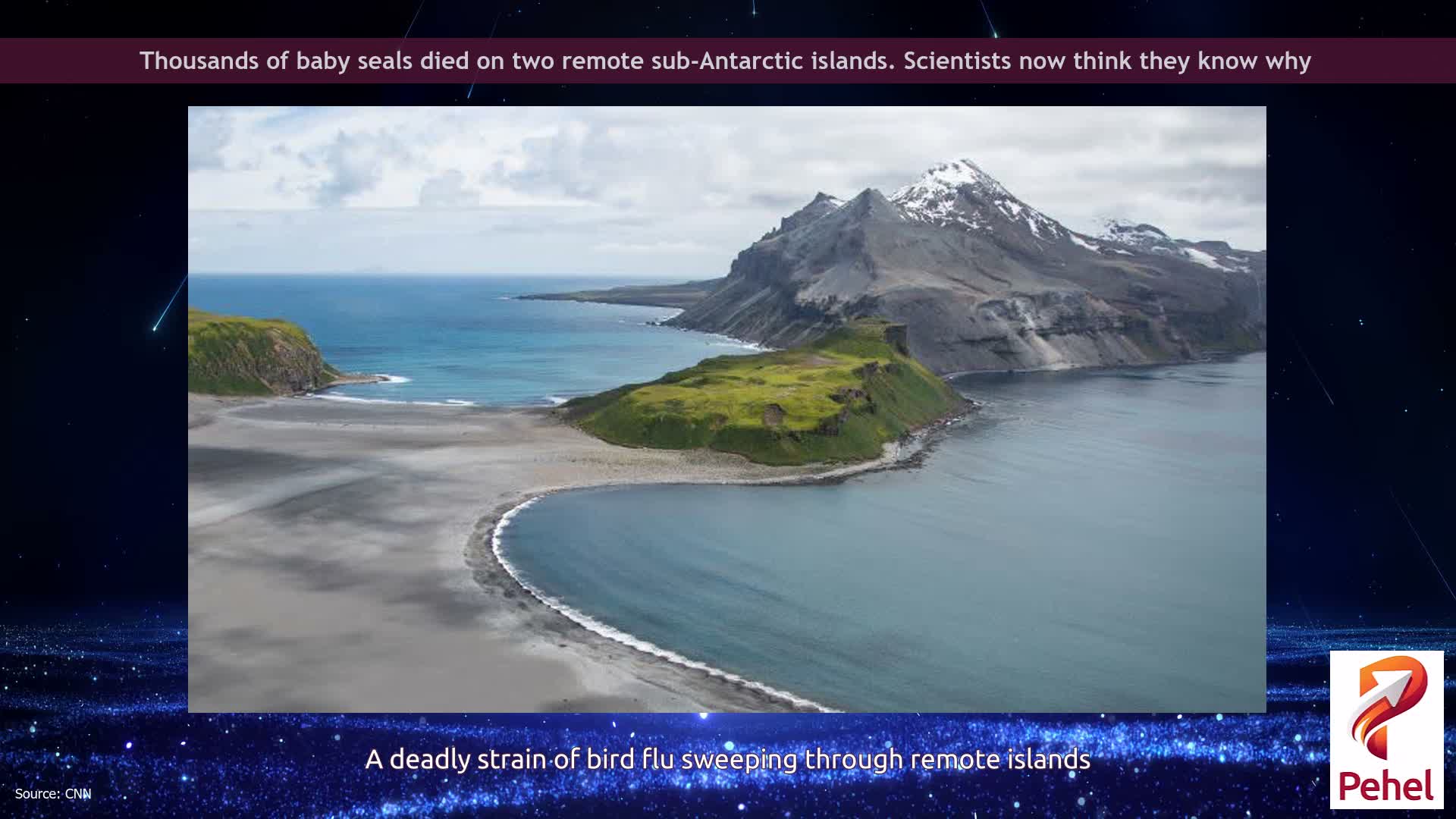 Thousands of baby seals died on two remote sub-Antarctic islands. Scientists now think they know why