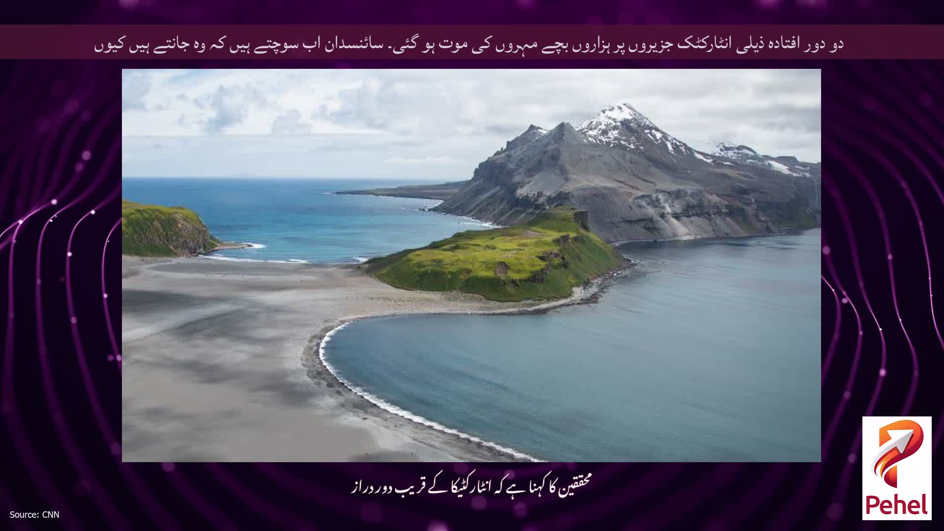 دو دور افتادہ ذیلی انٹارکٹک جزیروں پر ہزاروں بچے مہروں کی موت ہو گئی۔ سائنسدان اب سوچتے ہیں کہ وہ جانتے ہیں کیوں