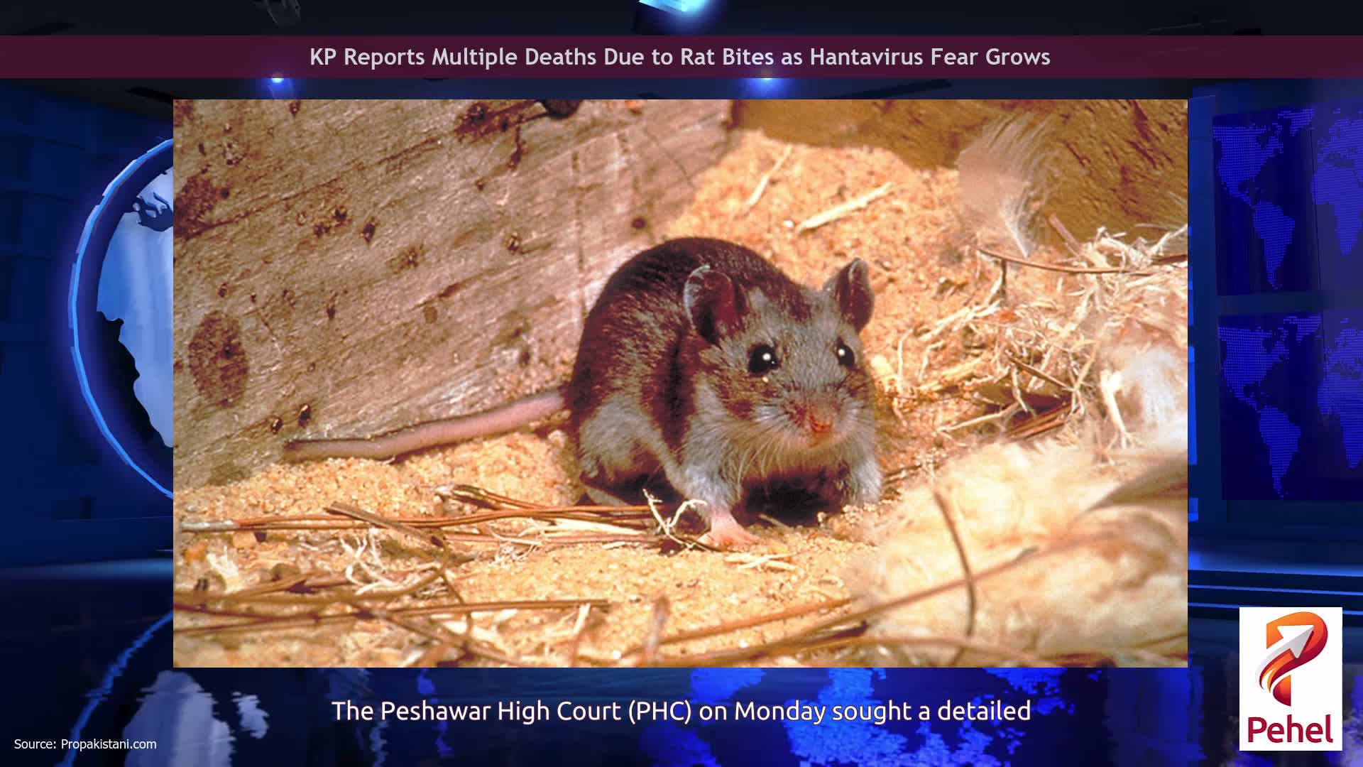 KP Reports Multiple Deaths Due to Rat Bites as Hantavirus Fear Grows