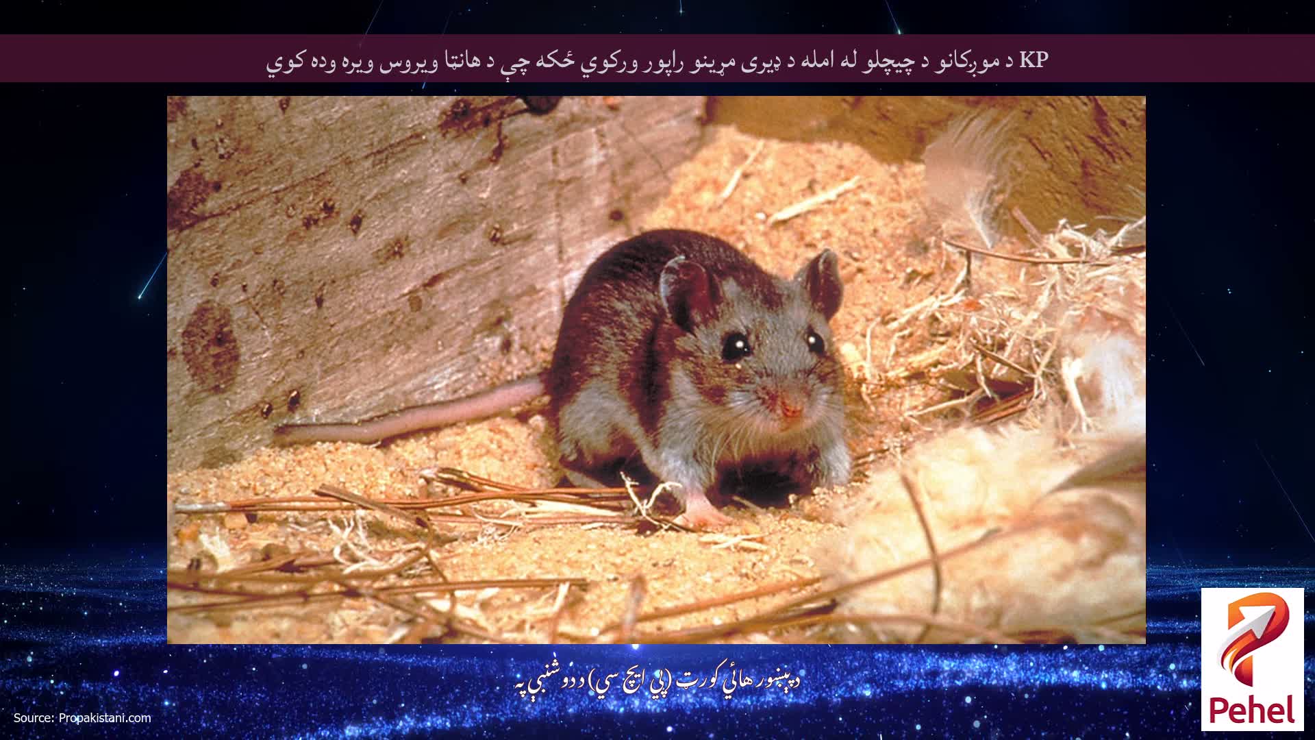 KP د موږکانو د چیچلو له امله د ډیری مړینو راپور ورکوي ځکه چې د هانټا ویروس ویره وده کوي
