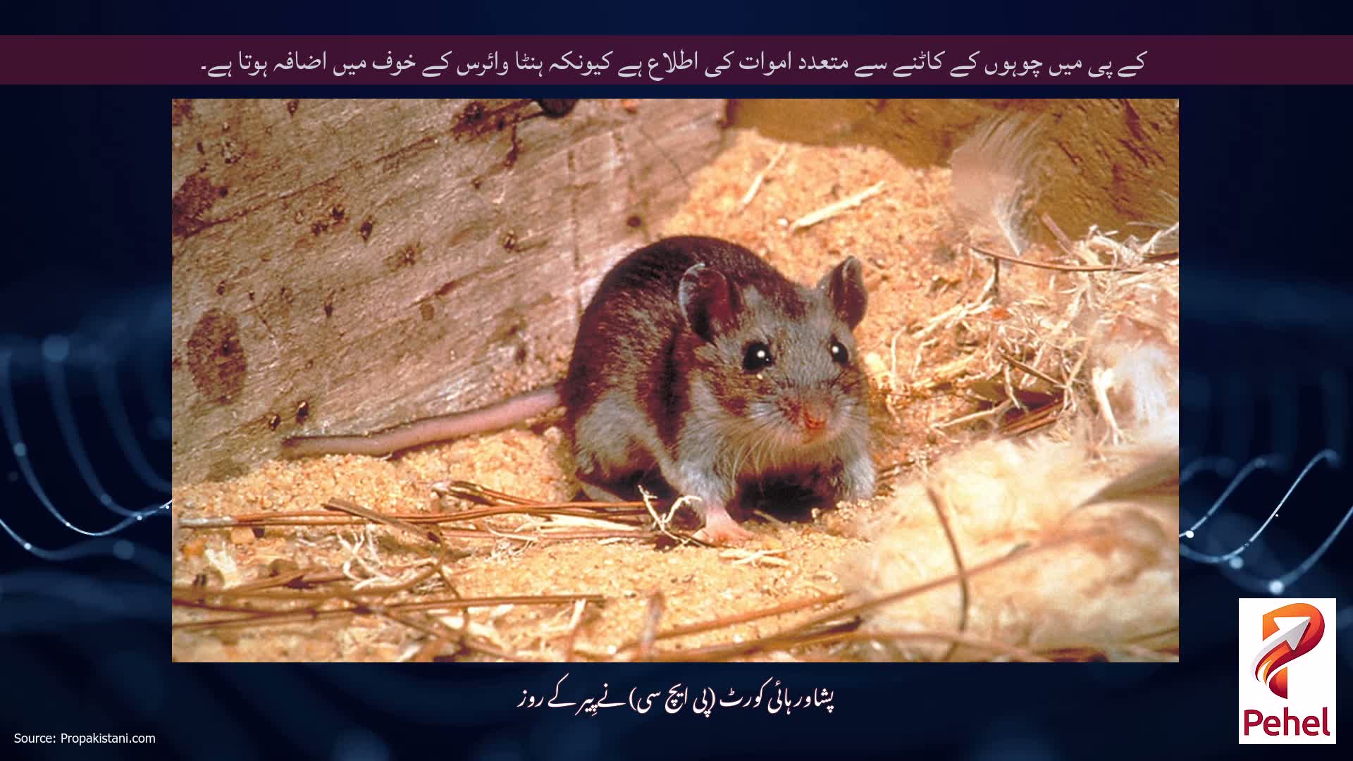 کے پی میں چوہوں کے کاٹنے سے متعدد اموات کی اطلاع ہے کیونکہ ہنٹا وائرس کے خوف میں اضافہ ہوتا ہے۔