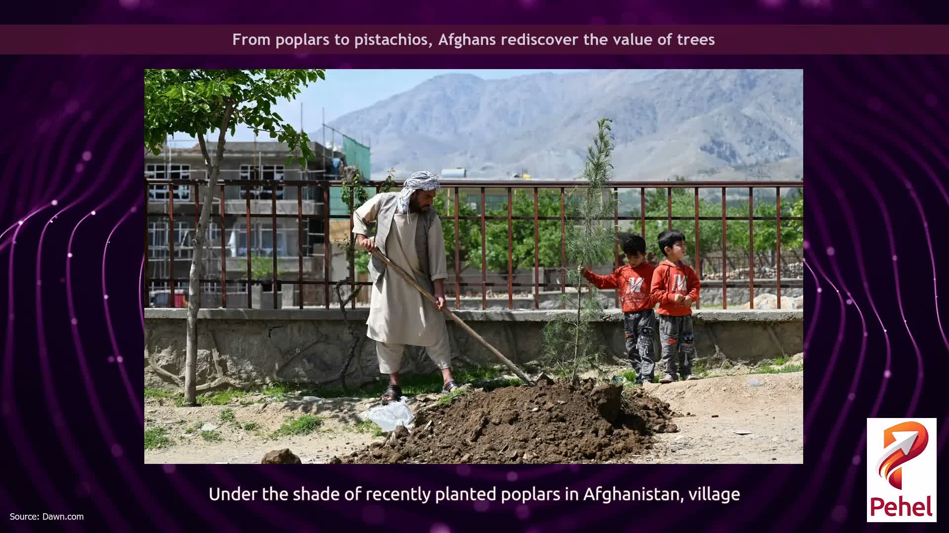 From poplars to pistachios, Afghans rediscover the value of trees