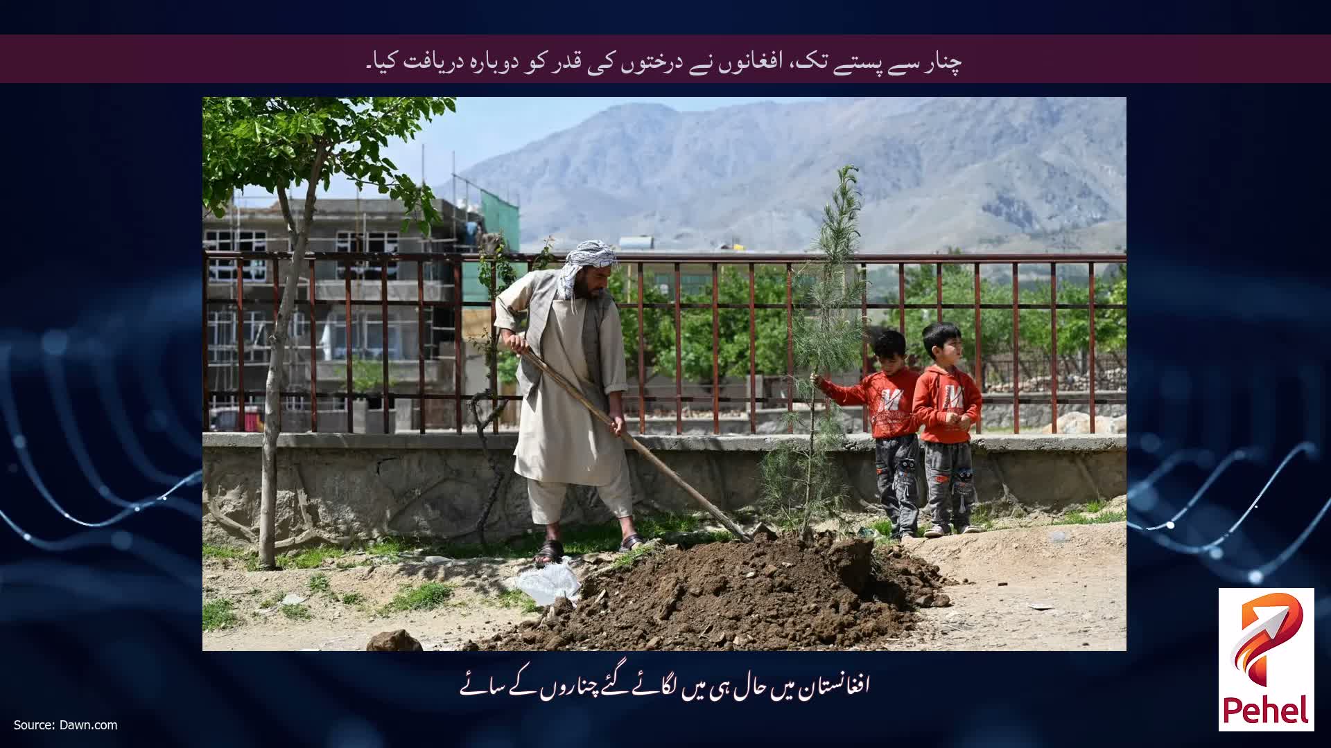 چنار سے پستے تک، افغانوں نے درختوں کی قدر کو دوبارہ دریافت کیا۔