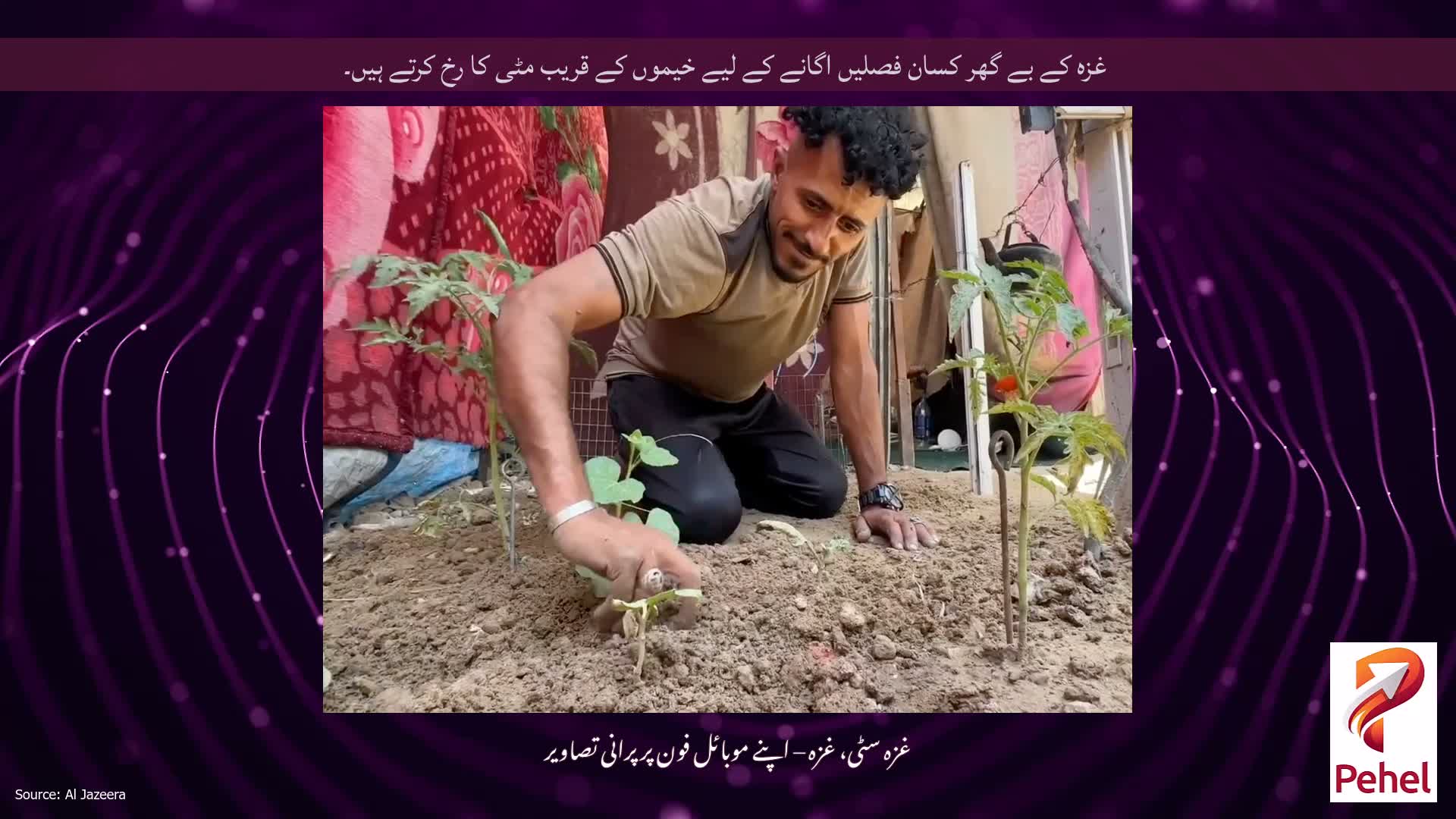 غزہ کے بے گھر کسان فصلیں اگانے کے لیے خیموں کے قریب مٹی کا رخ کرتے ہیں۔