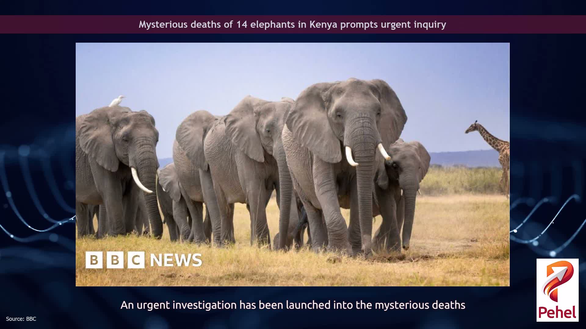 Mysterious deaths of 14 elephants in Kenya prompts urgent inquiry