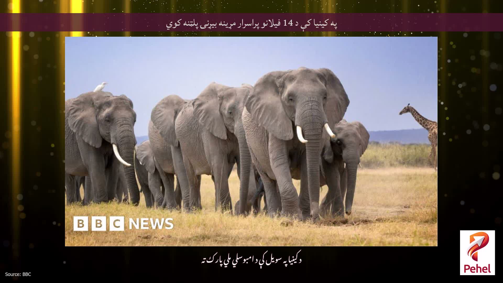 په کینیا کې د 14 فیلانو پراسرار مړینه بیړنۍ پلټنه کوي
