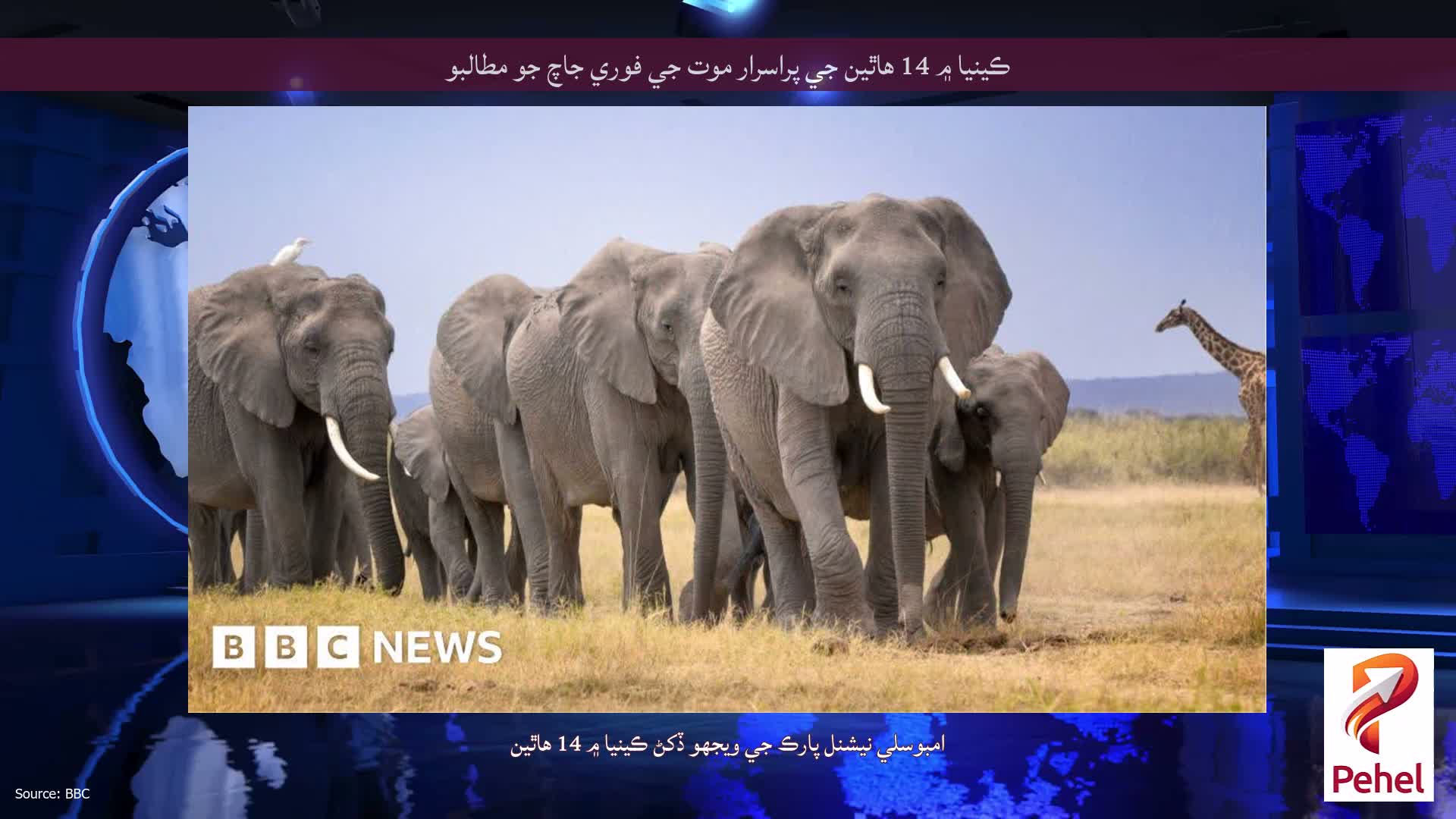 ڪينيا ۾ 14 هاٿين جي پراسرار موت جي فوري جاچ جو مطالبو