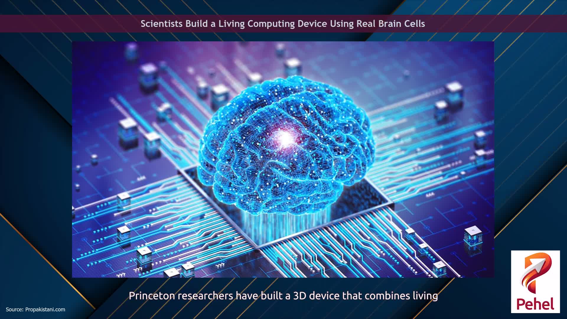 Scientists Build a Living Computing Device Using Real Brain Cells