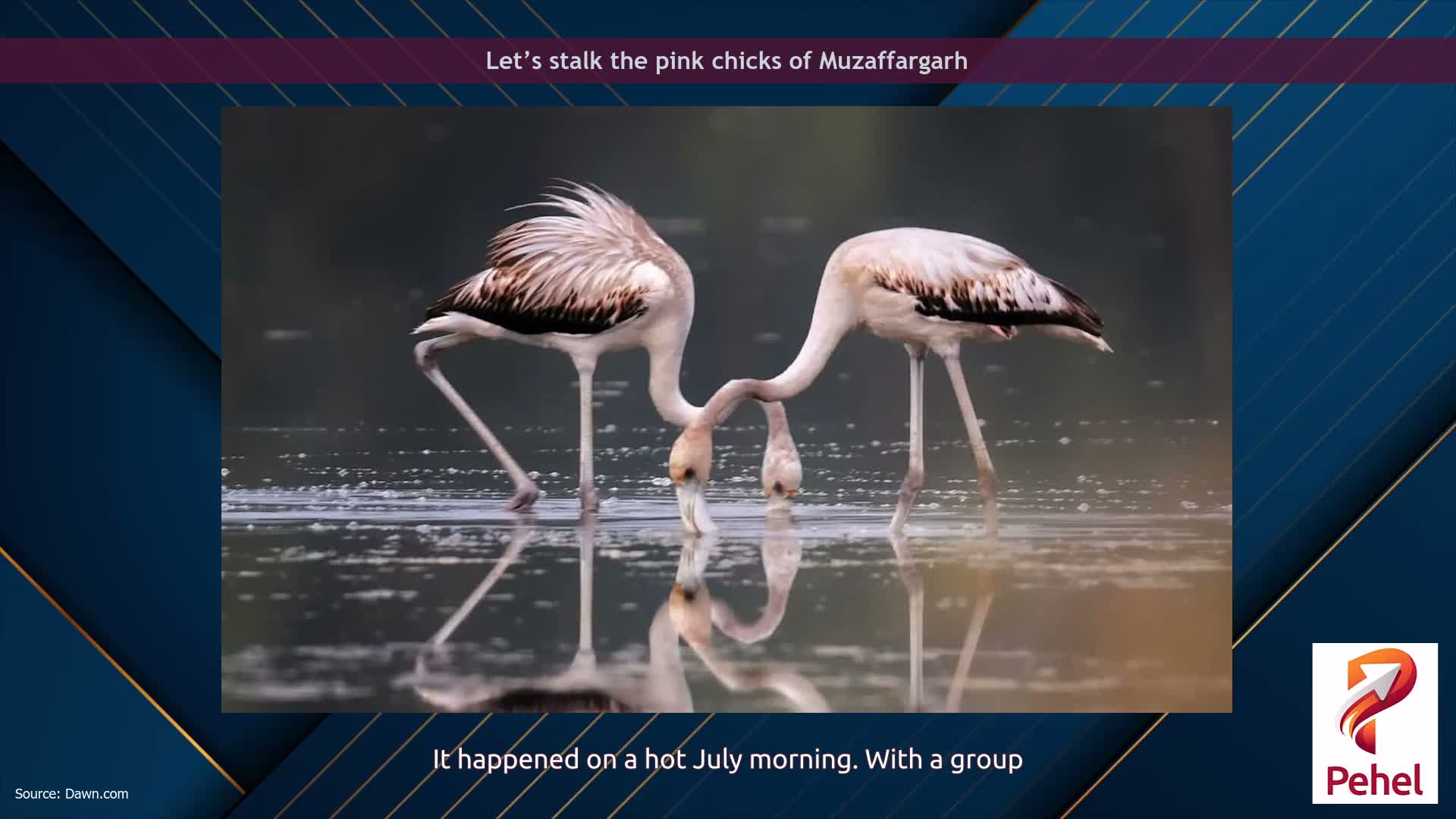 Let’s stalk the pink chicks of Muzaffargarh