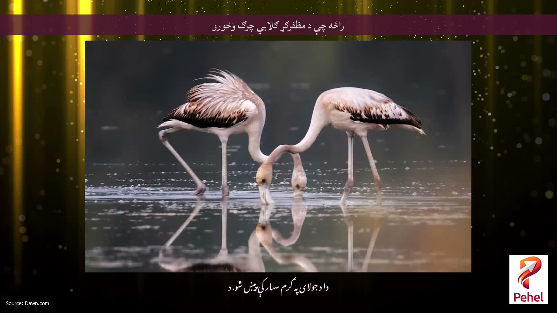 راځه چې د مظفرګړ ګلابي چرګ وخورو