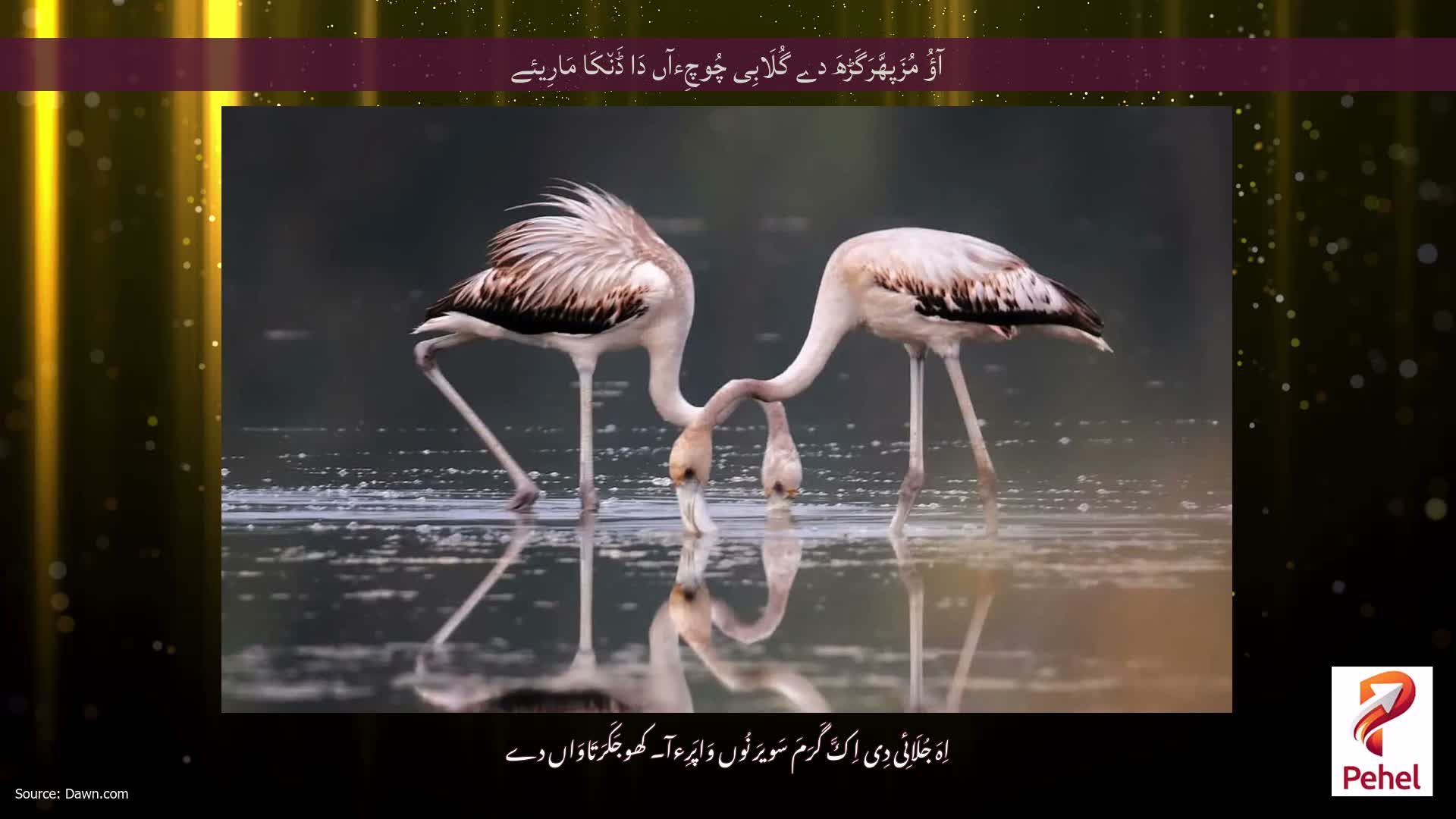آؤُ مُزَپھَّرَگَڑھَ دے گُلَابِی چُوچِءآں دَا ڈَن٘کَا مَارِیئے