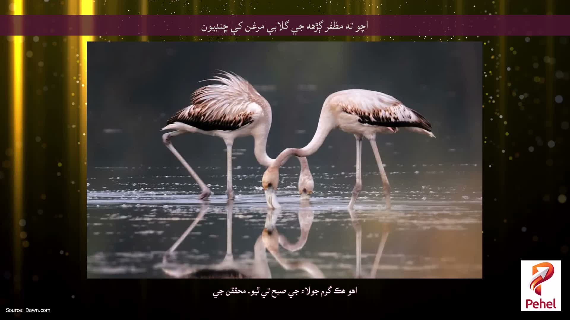 اچو ته مظفر ڳڙهه جي گلابي مرغن کي ڇنڊيون
