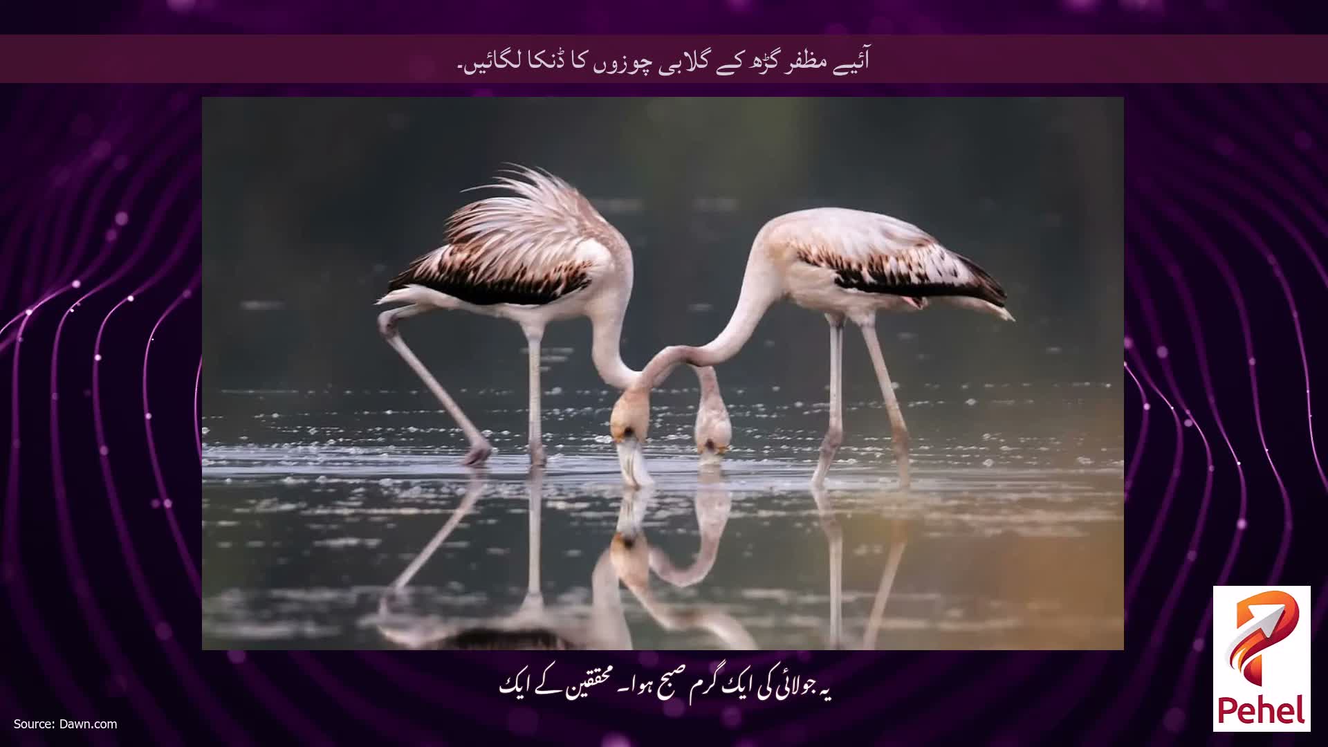 آئیے مظفر گڑھ کے گلابی چوزوں کا ڈنکا لگائیں۔