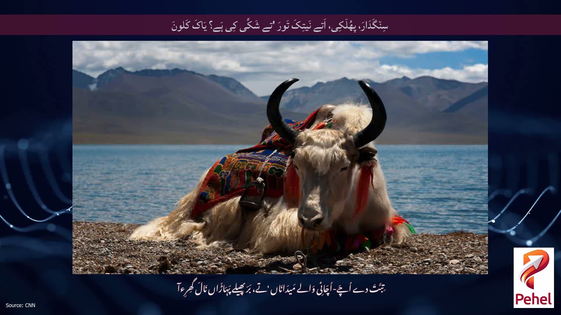 سِن٘گَدَارَ، پھُلَکِی، اَتے نَیتِکَ تَورَ 'تے شَکِّی کِی ہَے؟ یَاکَ کَلونَ