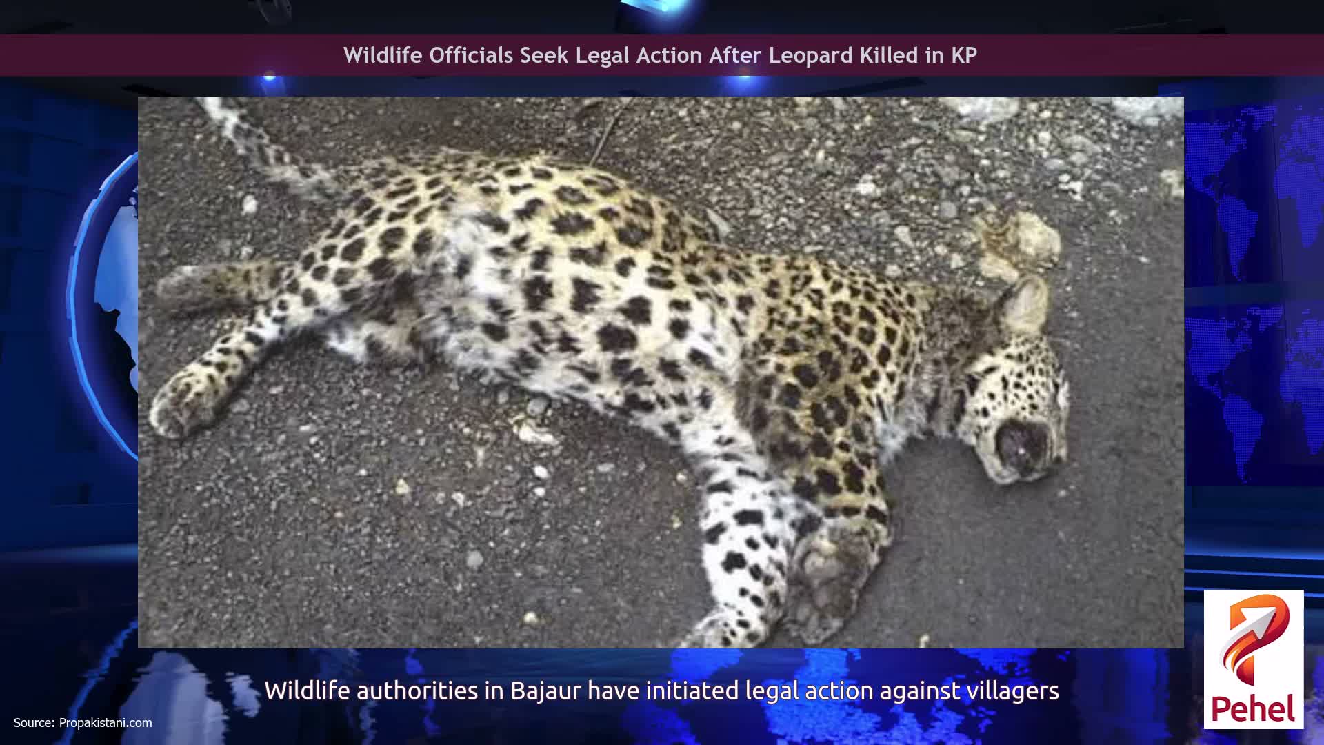 Wildlife Officials Seek Legal Action After Leopard Killed in KP