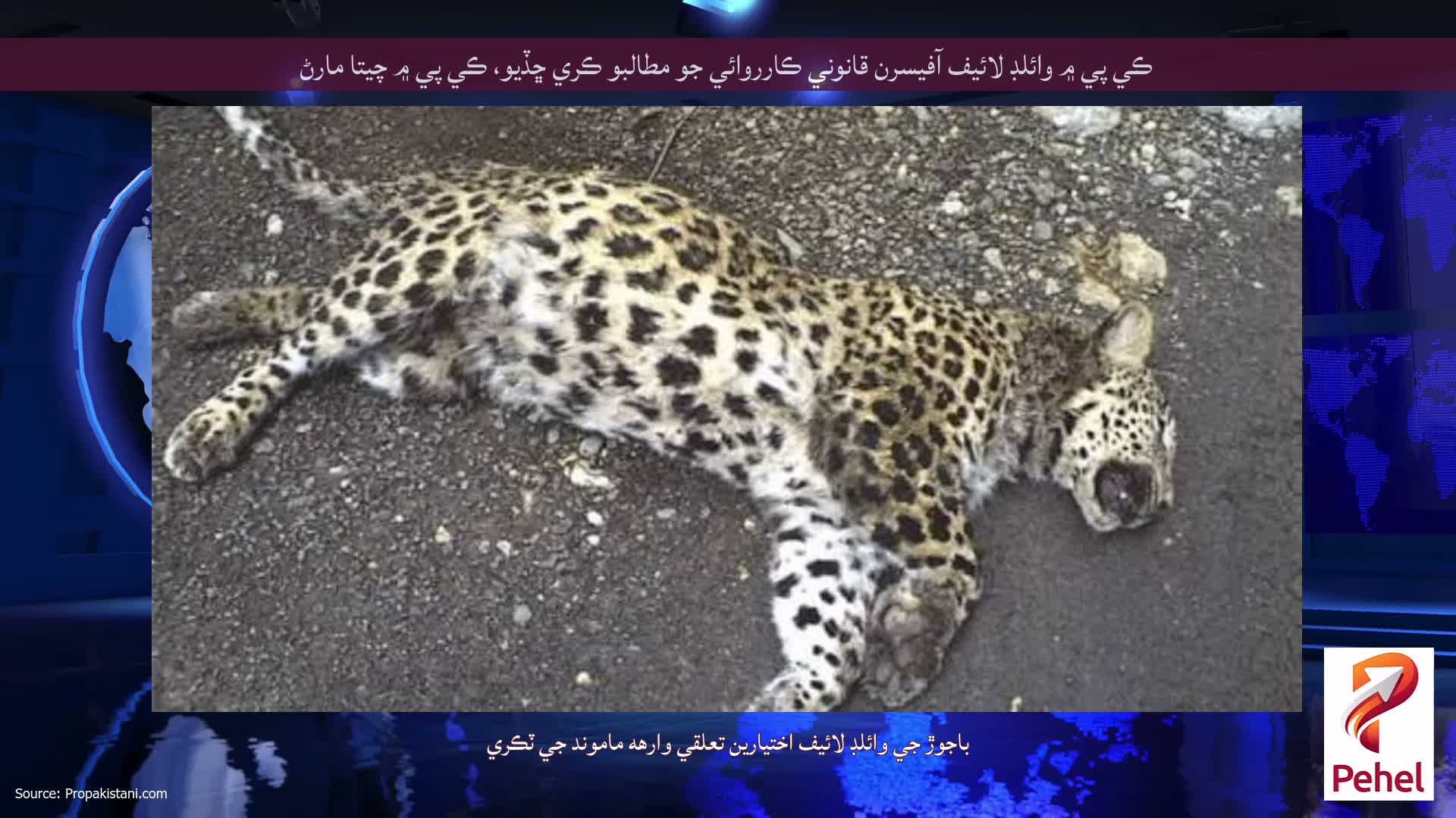 ڪي پي ۾ وائلڊ لائيف آفيسرن قانوني ڪارروائي جو مطالبو ڪري ڇڏيو، ڪي پي ۾ چيتا مارڻ