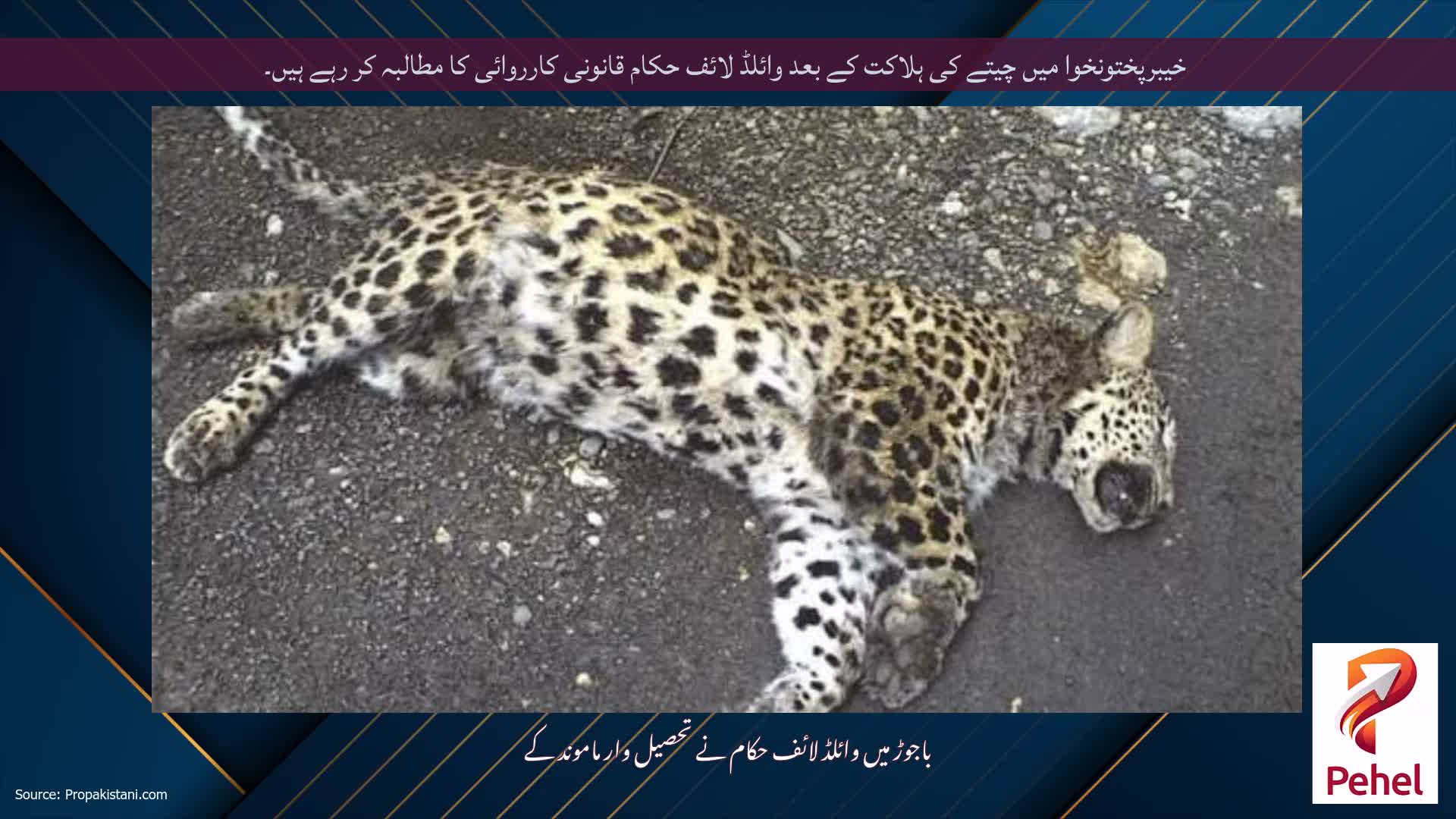 خیبرپختونخوا میں چیتے کی ہلاکت کے بعد وائلڈ لائف حکام قانونی کارروائی کا مطالبہ کر رہے ہیں۔