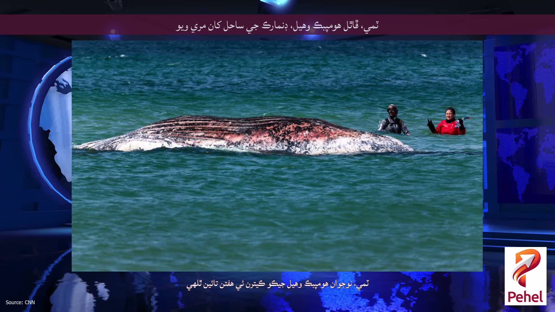 ٽمي، ڦاٿل هومپبڪ وهيل، ڊنمارڪ جي ساحل کان مري ويو