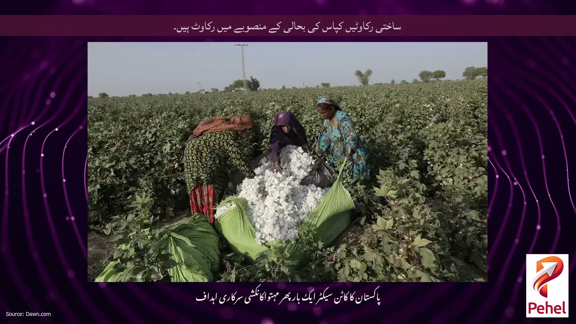 ساختی رکاوٹیں کپاس کی بحالی کے منصوبے میں رکاوٹ ہیں۔
