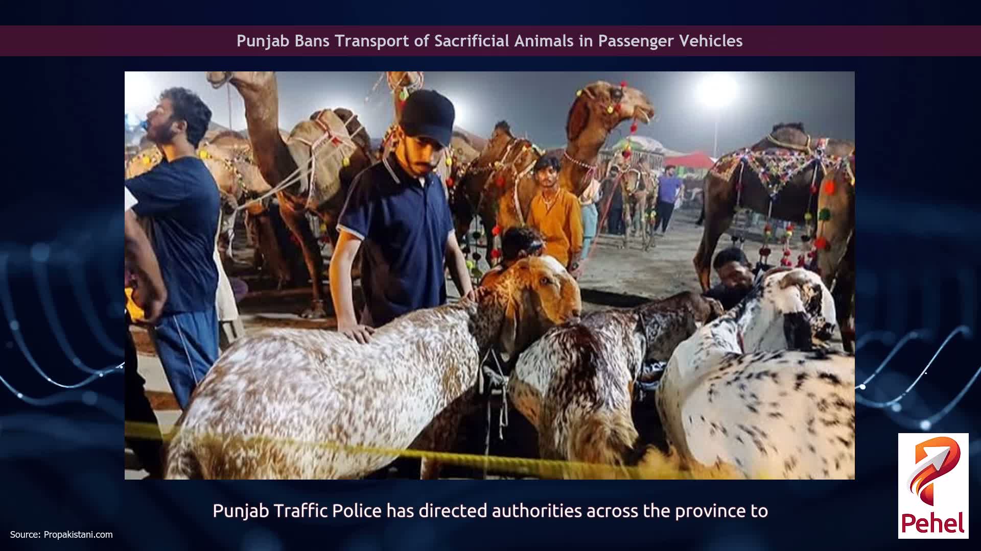 Punjab Bans Transport of Sacrificial Animals in Passenger Vehicles
