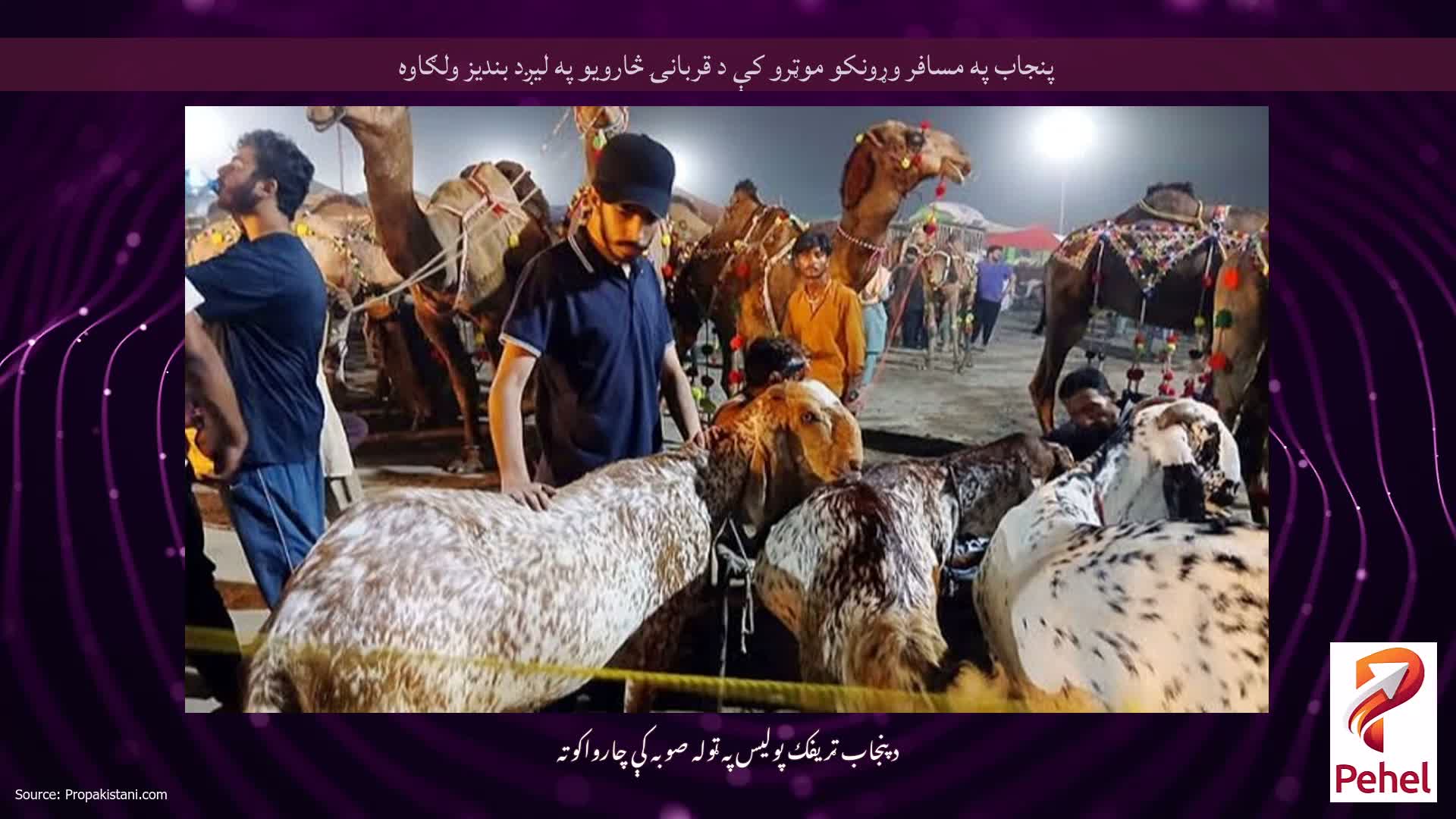 پنجاب په مسافر وړونکو موټرو کې د قربانۍ څارویو په لیږد بندیز ولګاوه