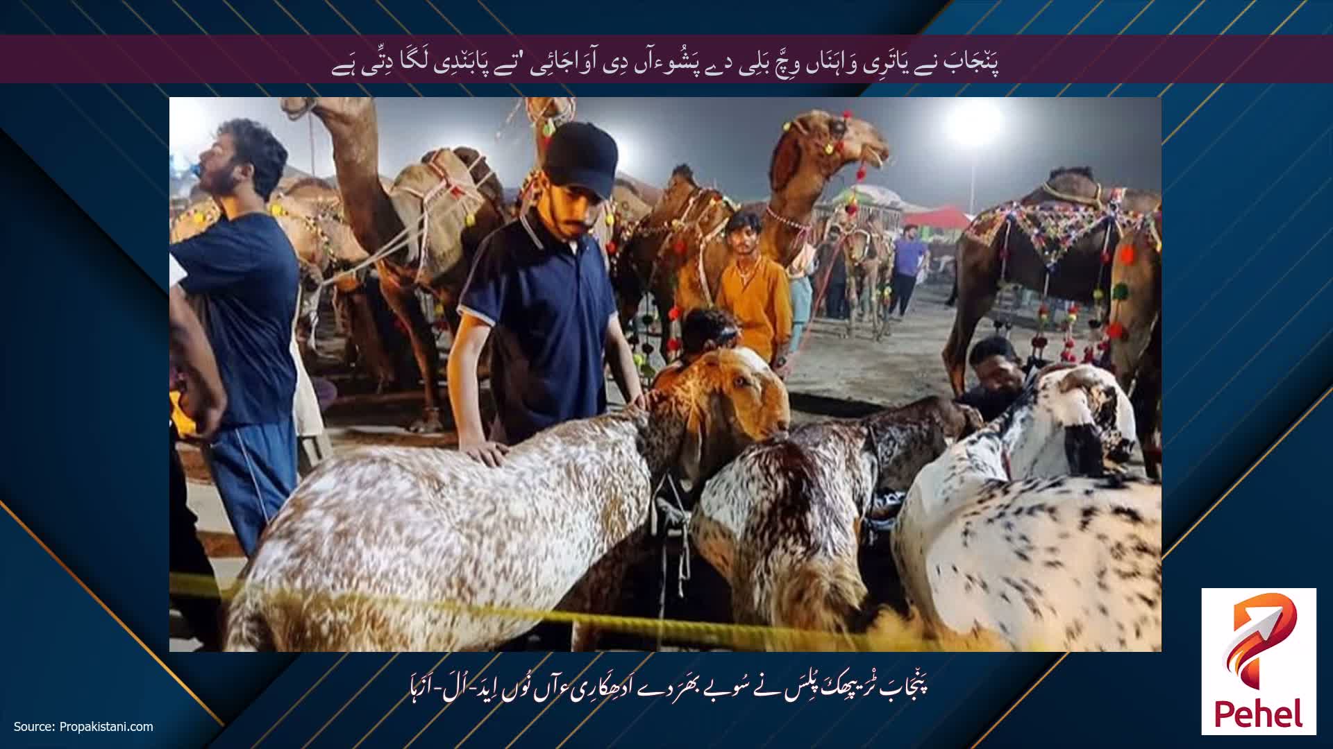 پَن٘جَابَ نے یَاتَرِی وَاہَنَاں وِچَّ بَلِی دے پَشُوءآں دِی آوَاجَائِی 'تے پَابَن٘دِی لَگَا دِتِّی ہَے