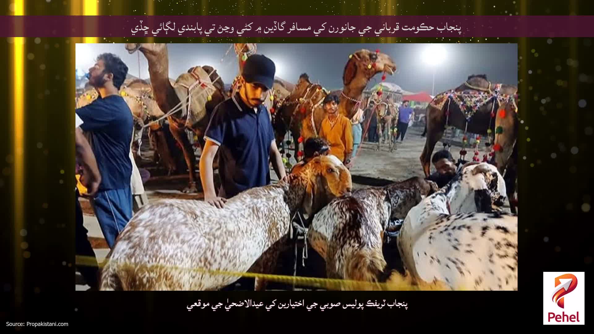 پنجاب حڪومت قرباني جي جانورن کي مسافر گاڏين ۾ کڻي وڃڻ تي پابندي لڳائي ڇڏي