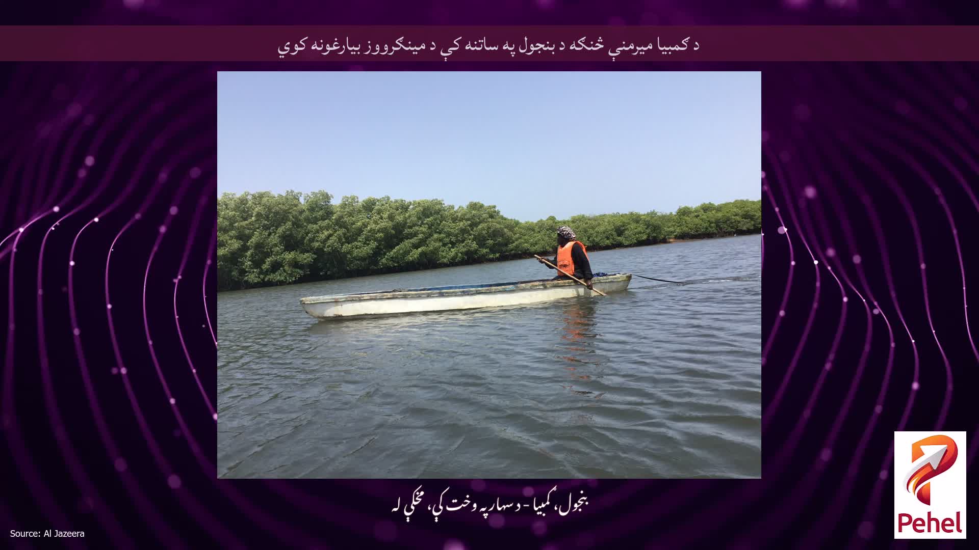 د ګمبیا میرمنې څنګه د بنجول په ساتنه کې د مینګرووز بیارغونه کوي