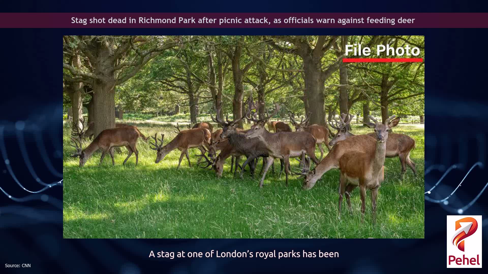 Stag shot dead in Richmond Park after picnic attack, as officials warn against feeding deer