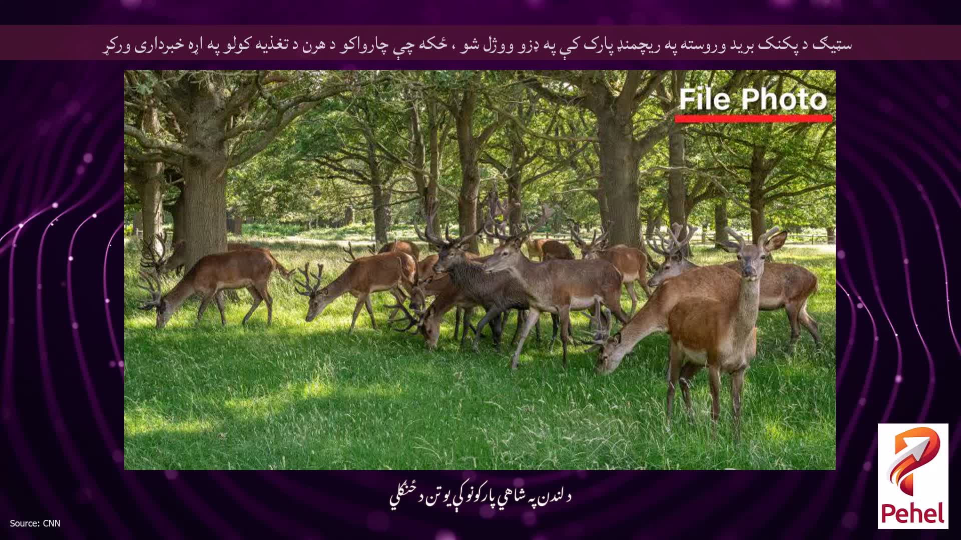 سټیګ د پکنک برید وروسته په ریچمنډ پارک کې په ډزو ووژل شو ، ځکه چې چارواکو د هرن د تغذیه کولو په اړه خبرداری ورکړ