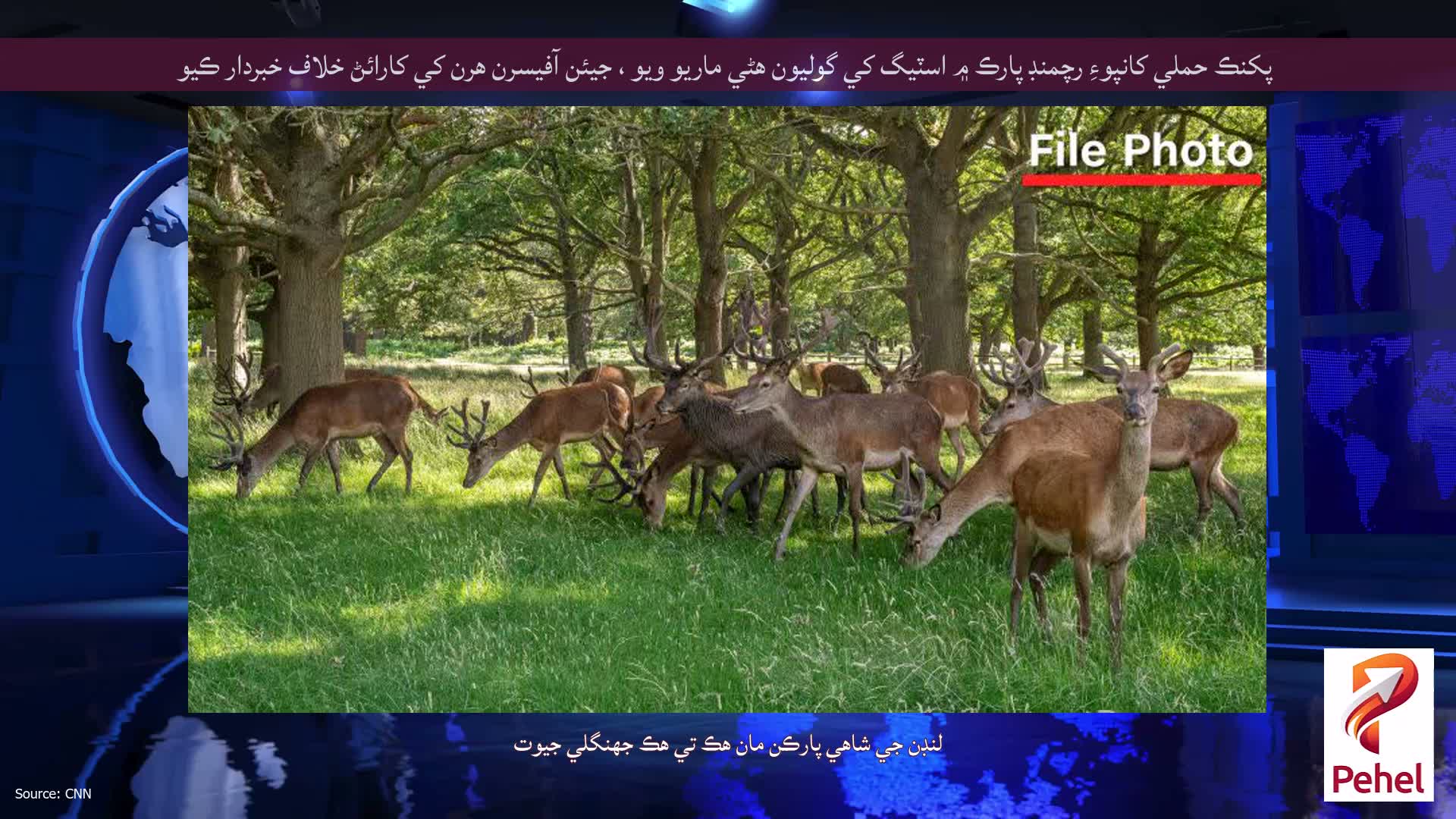 پکنڪ حملي کانپوءِ رچمنڊ پارڪ ۾ اسٽيگ کي گوليون هڻي ماريو ويو ، جيئن آفيسرن هرن کي کارائڻ خلاف خبردار ڪيو