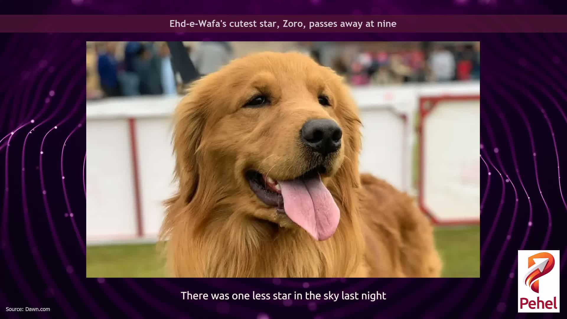 Ehd-e-Wafa's cutest star, Zoro, passes away at nine
