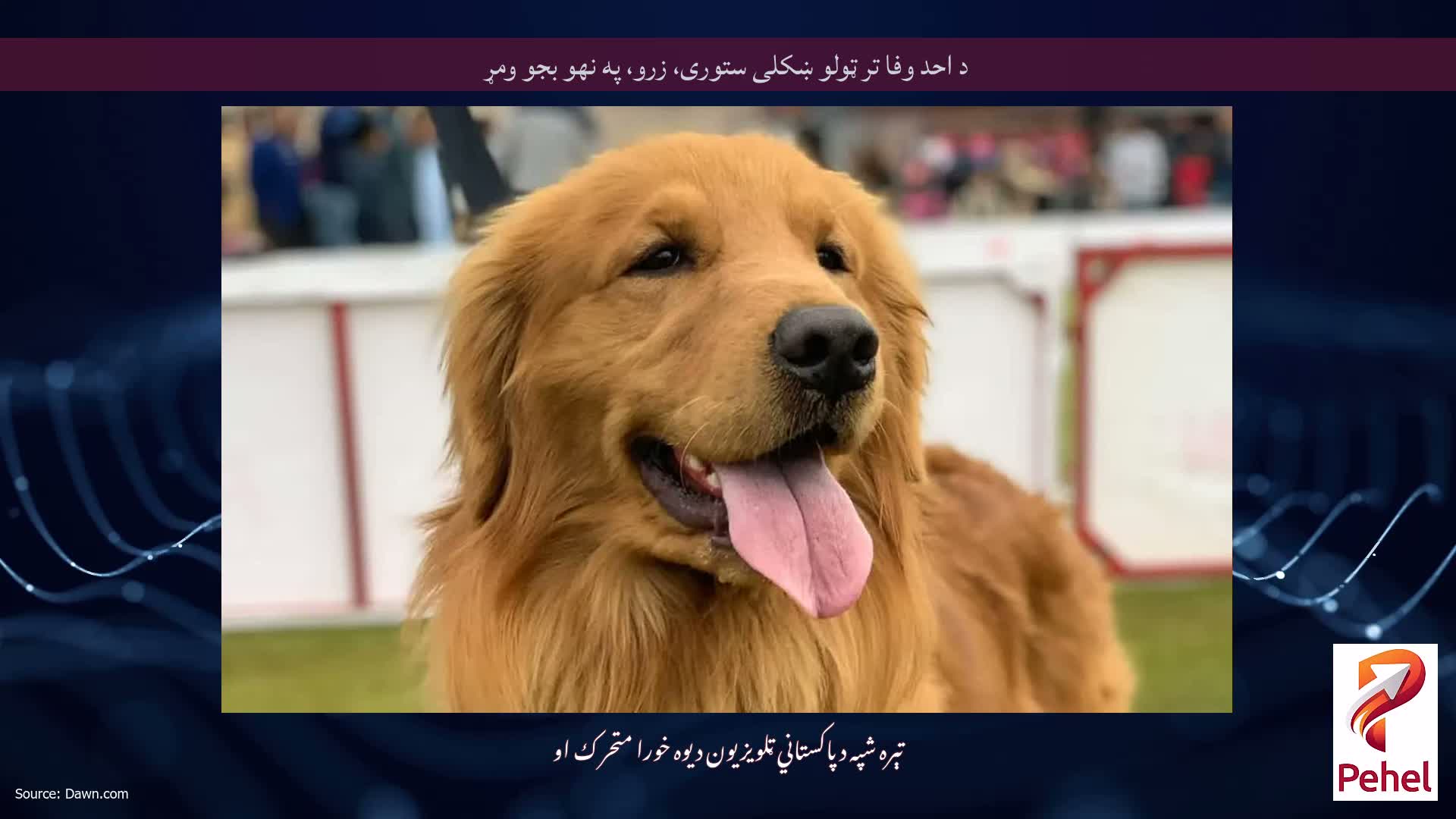 د احد وفا تر ټولو ښکلی ستوری، زرو، په نهو بجو ومړ