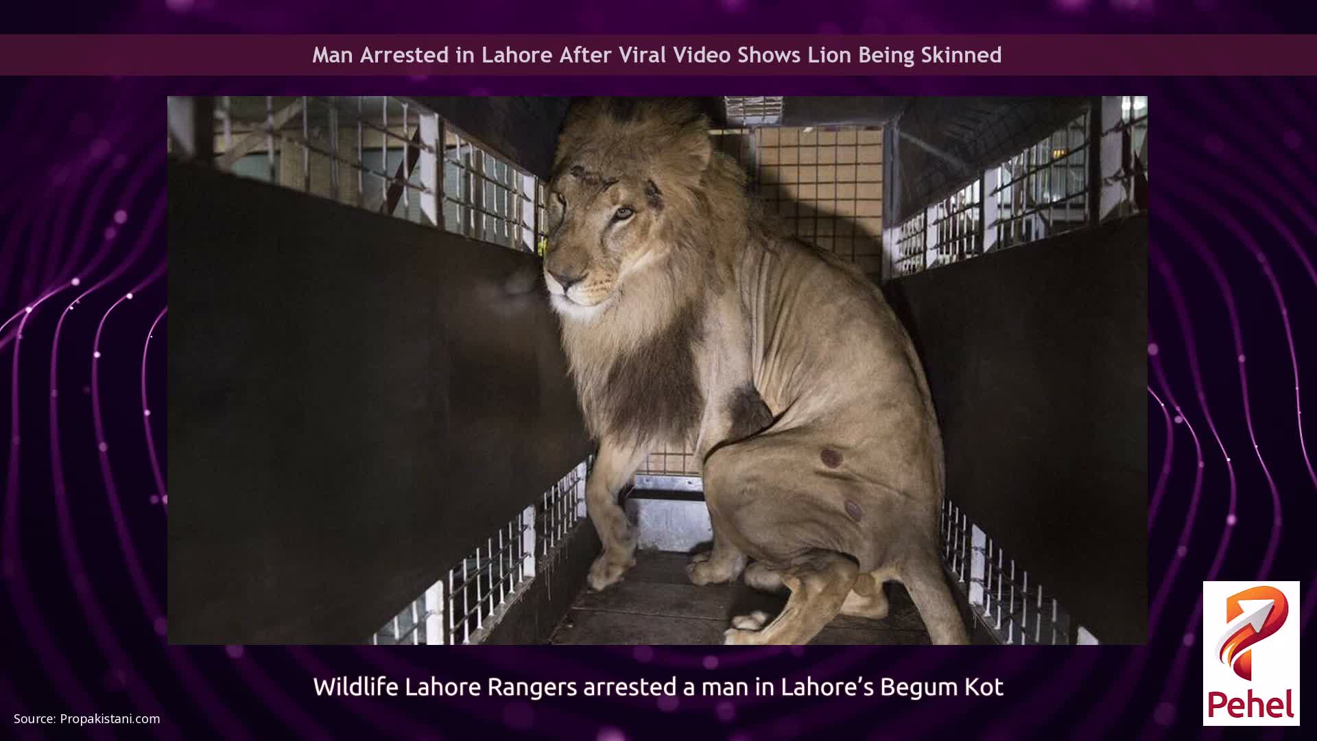 Man Arrested in Lahore After Viral Video Shows Lion Being Skinned