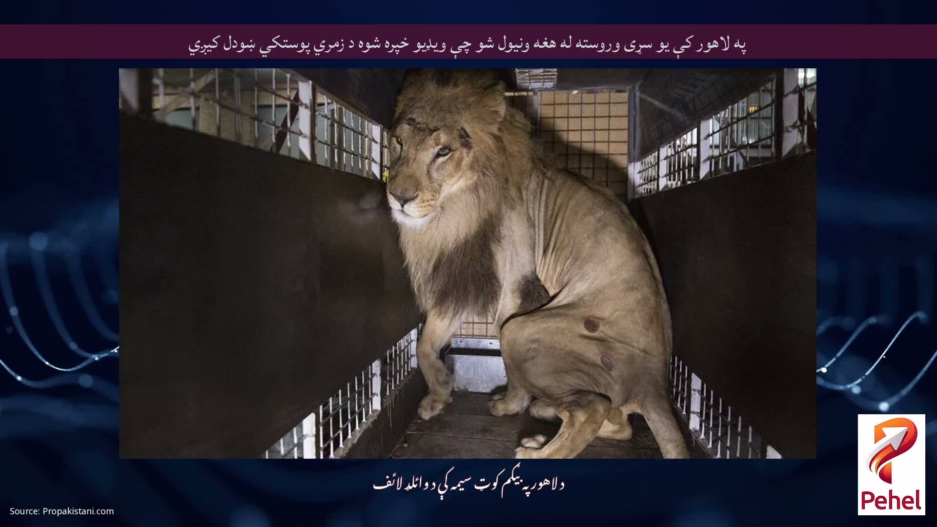 په لاهور کې یو سړی وروسته له هغه ونیول شو چې ویډیو خپره شوه د زمري پوستکي ښودل کیږي