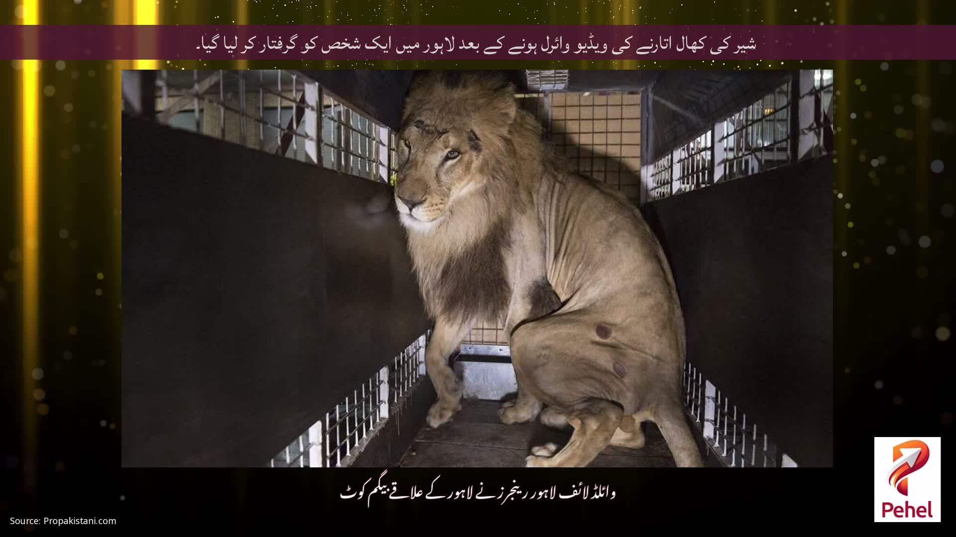 شیر کی کھال اتارنے کی ویڈیو وائرل ہونے کے بعد لاہور میں ایک شخص کو گرفتار کر لیا گیا۔