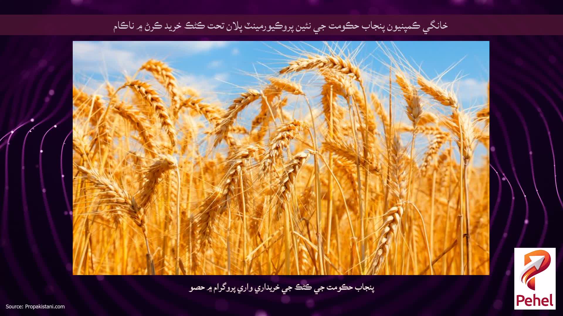 خانگي ڪمپنيون پنجاب حڪومت جي نئين پروڪيورمينٽ پلان تحت ڪڻڪ خريد ڪرڻ ۾ ناڪام